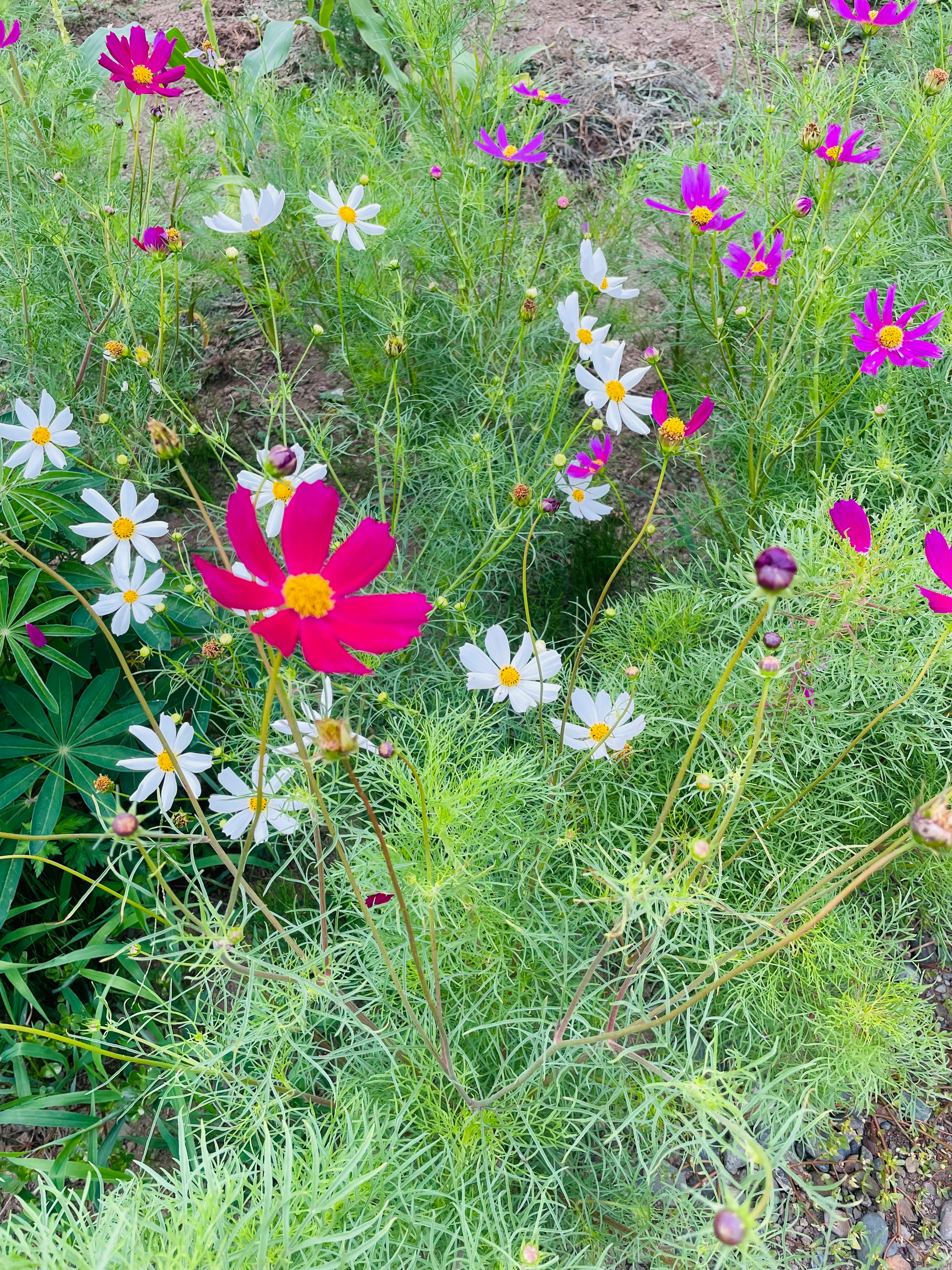 色とりどりのコスモスと野花が咲く草地
