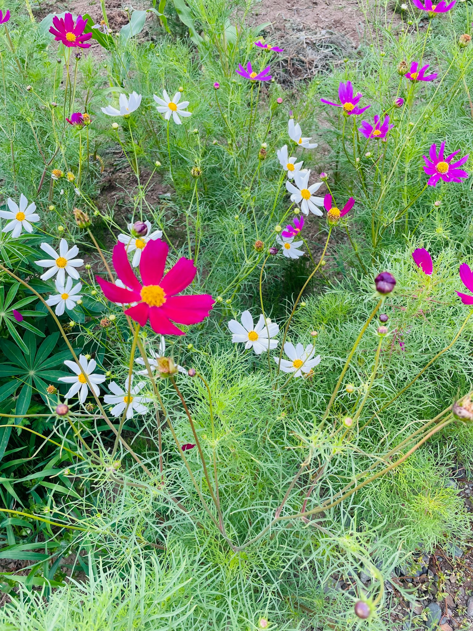 Un affichage vibrant de fleurs cosmos roses et blanches dans un jardin