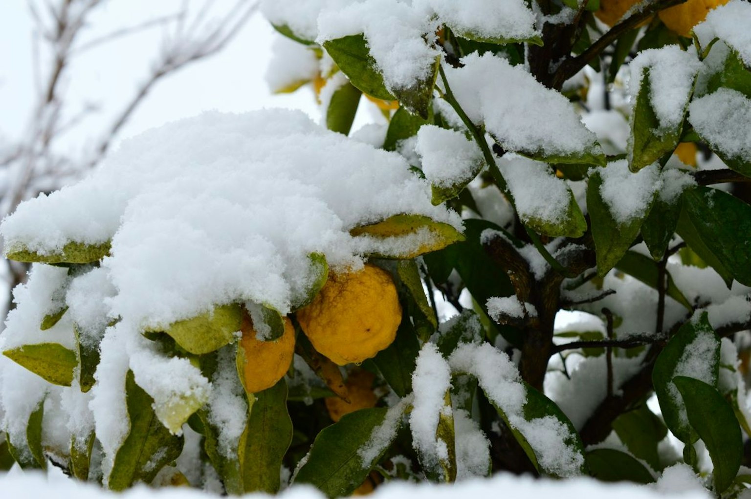 Branches d'arbre fruitier recouvertes de neige