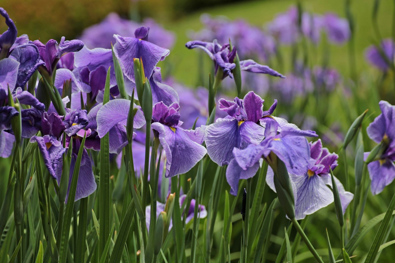 Fioritura di iris con petali viola in un giardino