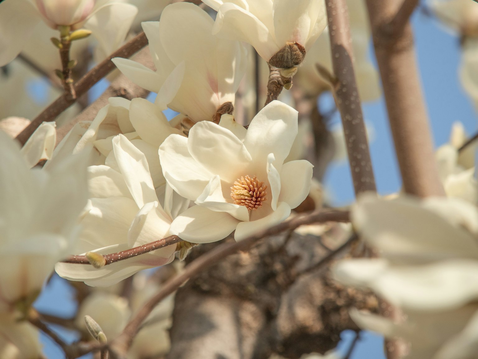 Magnolia flowers in full bloom against a clear blue sky
