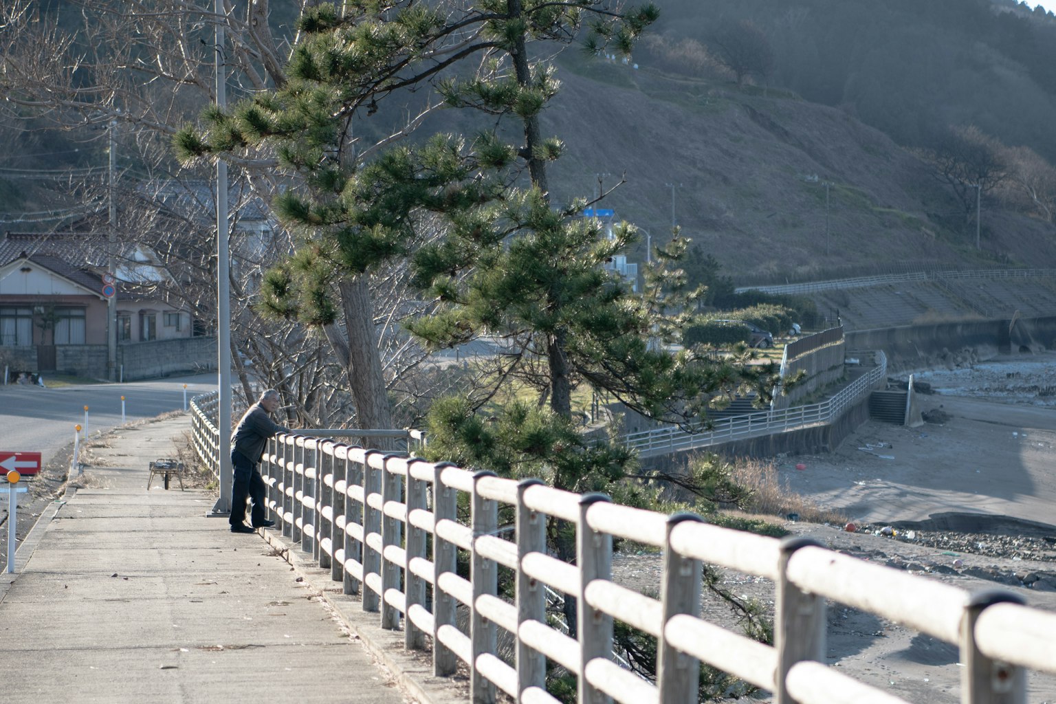 一個人站在海岸步道旁邊的松樹下