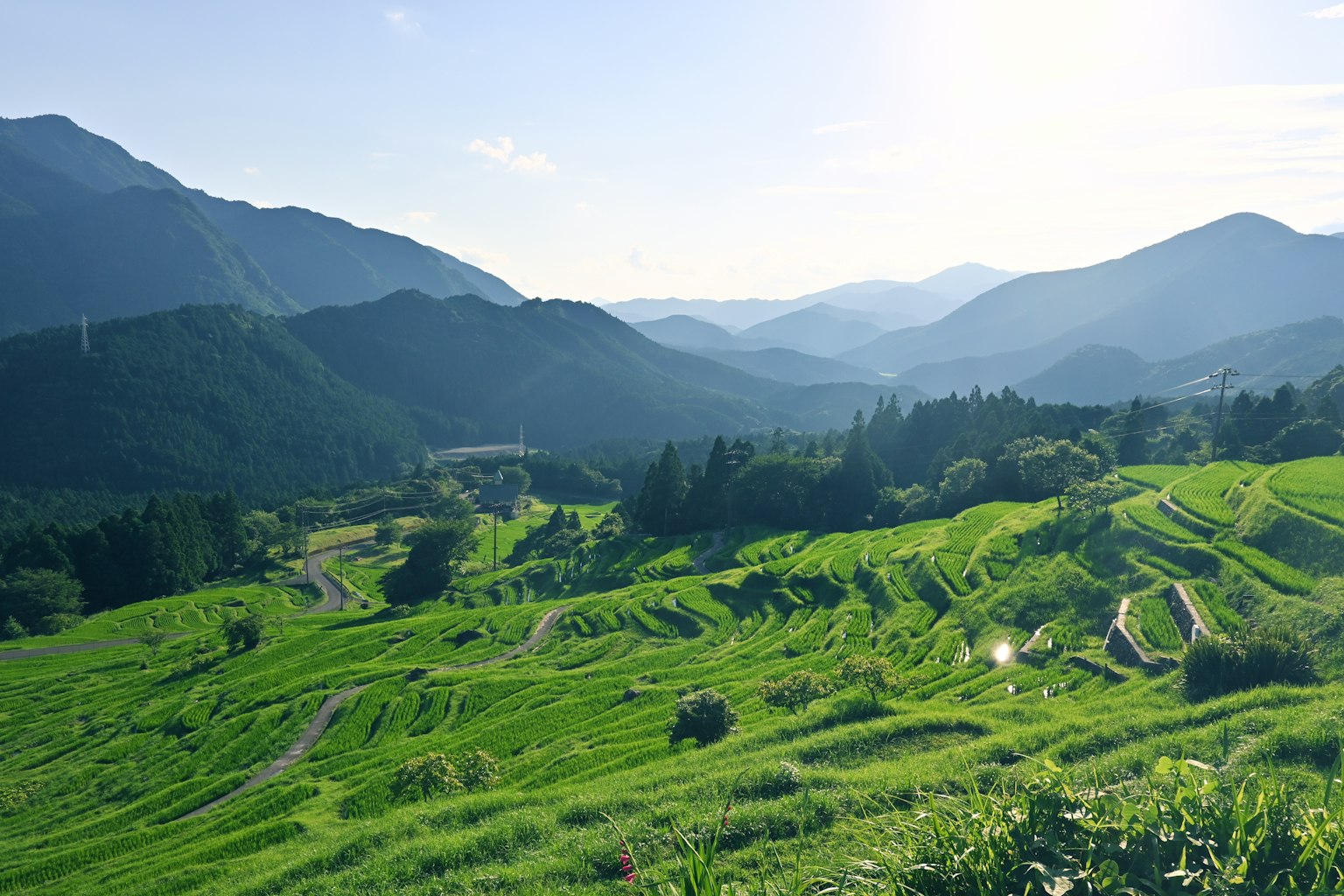 아름다운 계단식 논 풍경 산과 푸른 논 햇빛 비추는