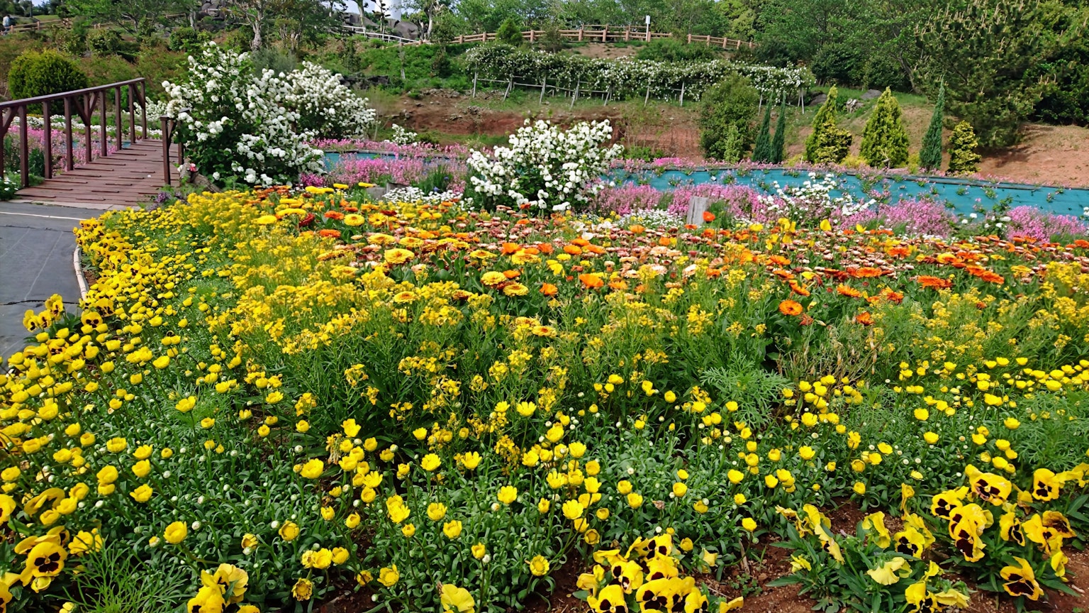 Vibrant garden scene filled with colorful flowers primarily featuring yellow blooms