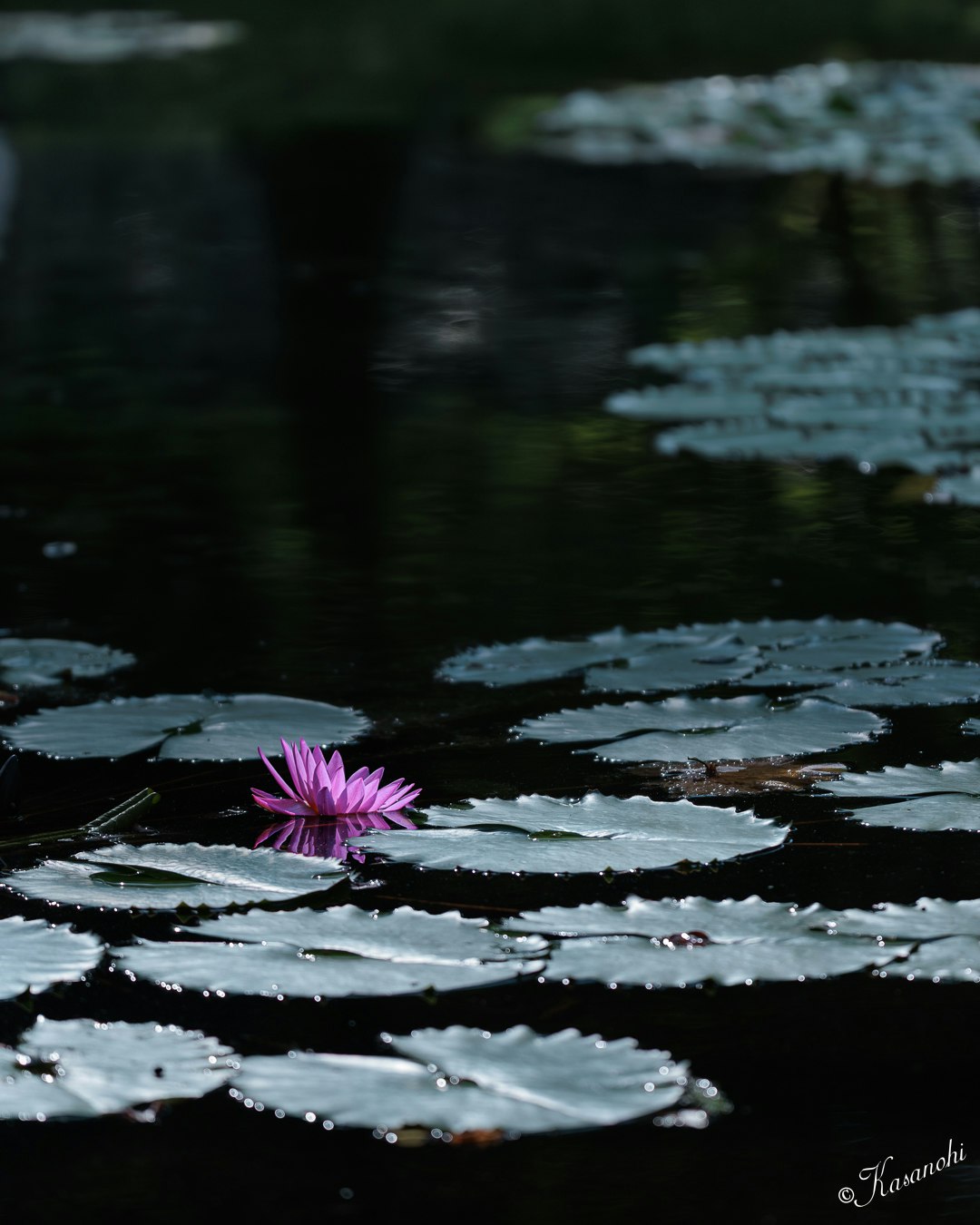 残暑の水面に浮かぶ睡蓮の葉と花