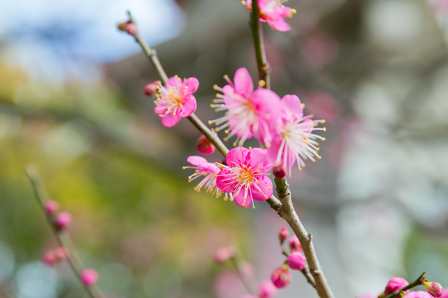 梅花枝条的特写，开着粉色花朵