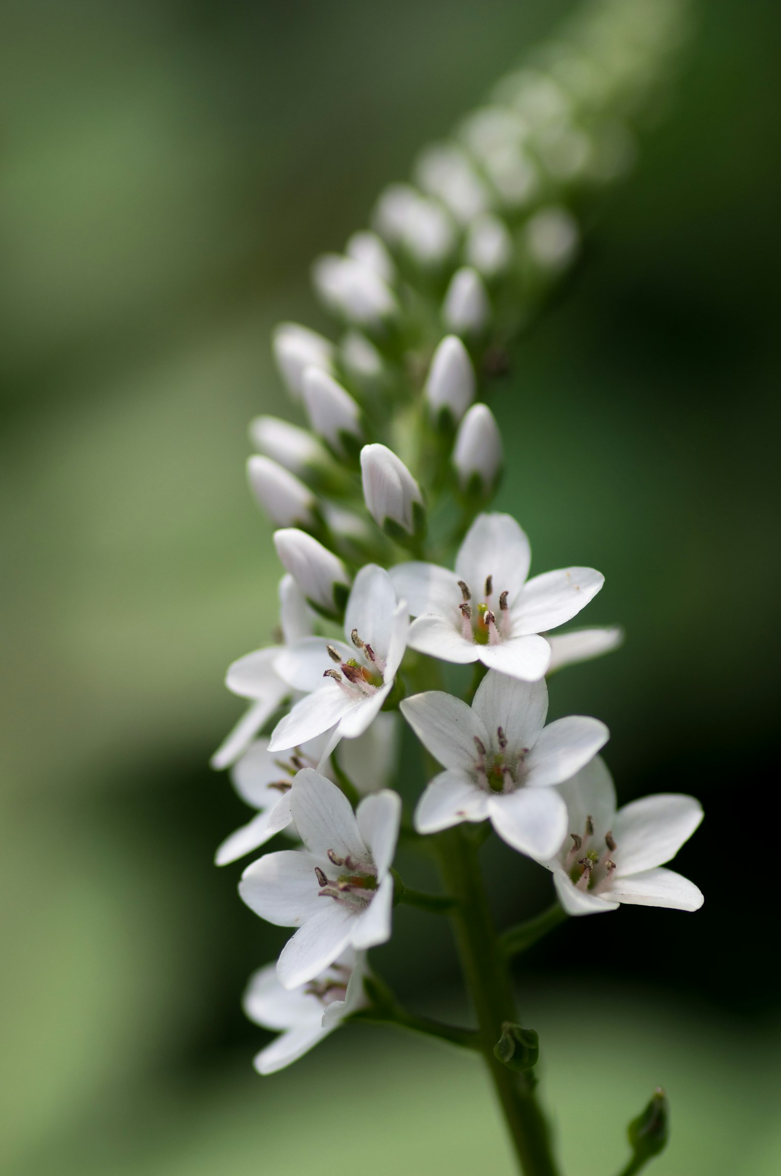 Gros plan d'une tige florale mince avec de petites fleurs blanches