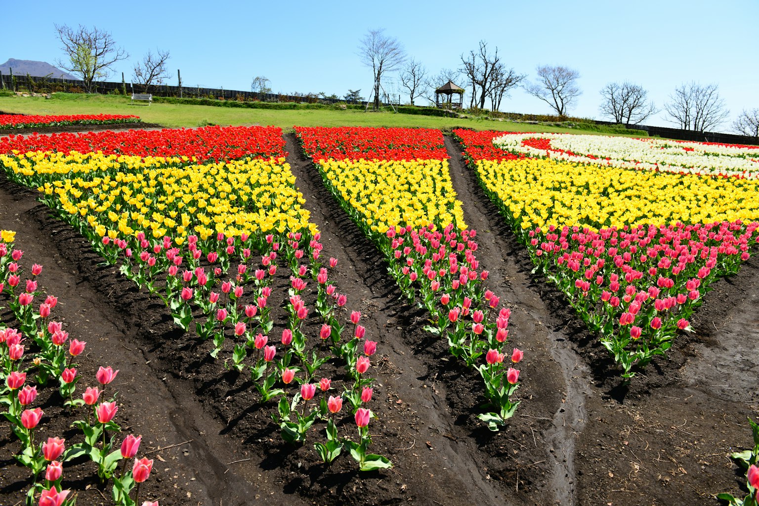Campo di tulipani colorati con file di fiori rosa gialli e rossi