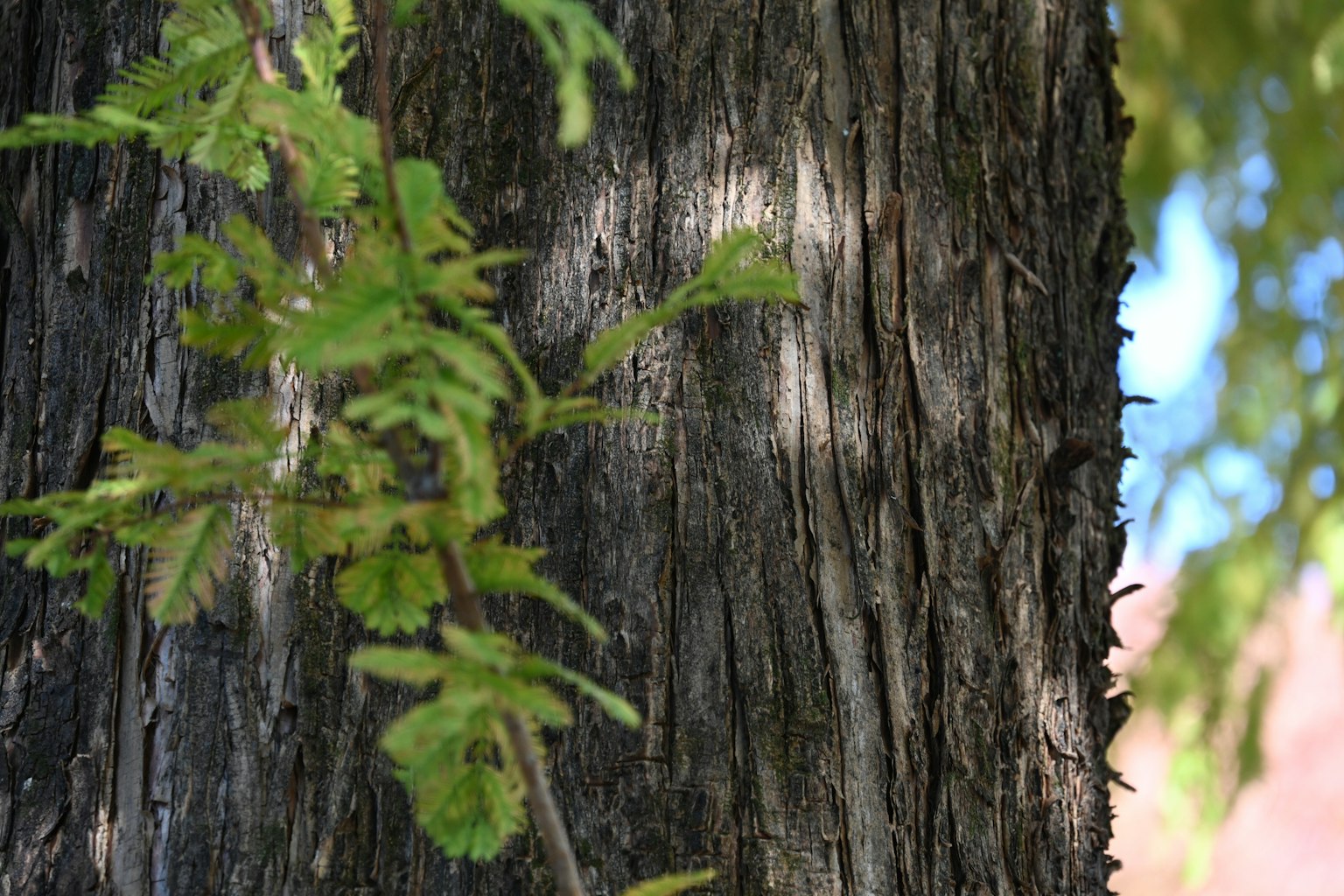 Primer plano de un tronco de árbol con hojas verdes y luz solar