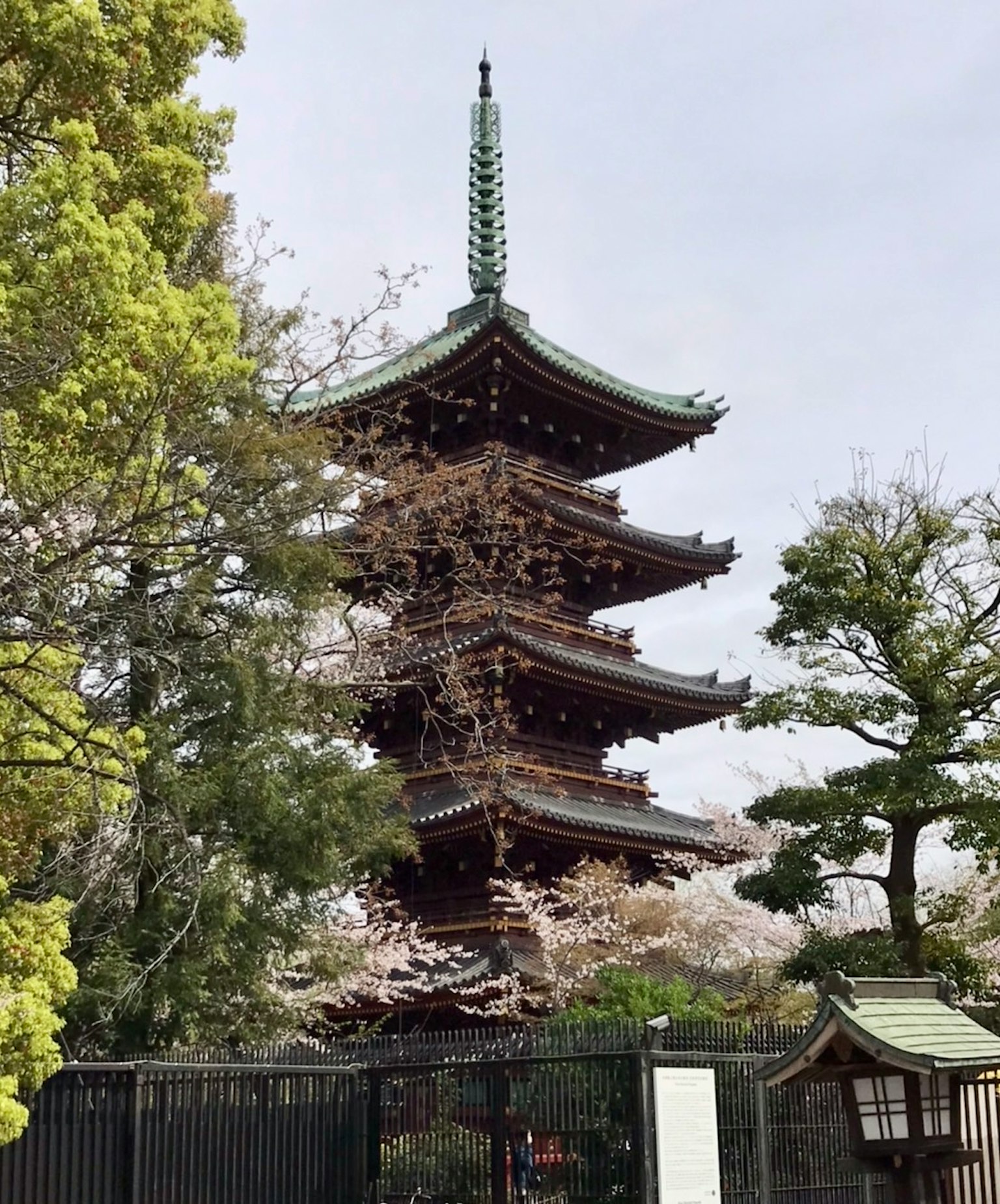 櫻花背景下的五層塔的風景