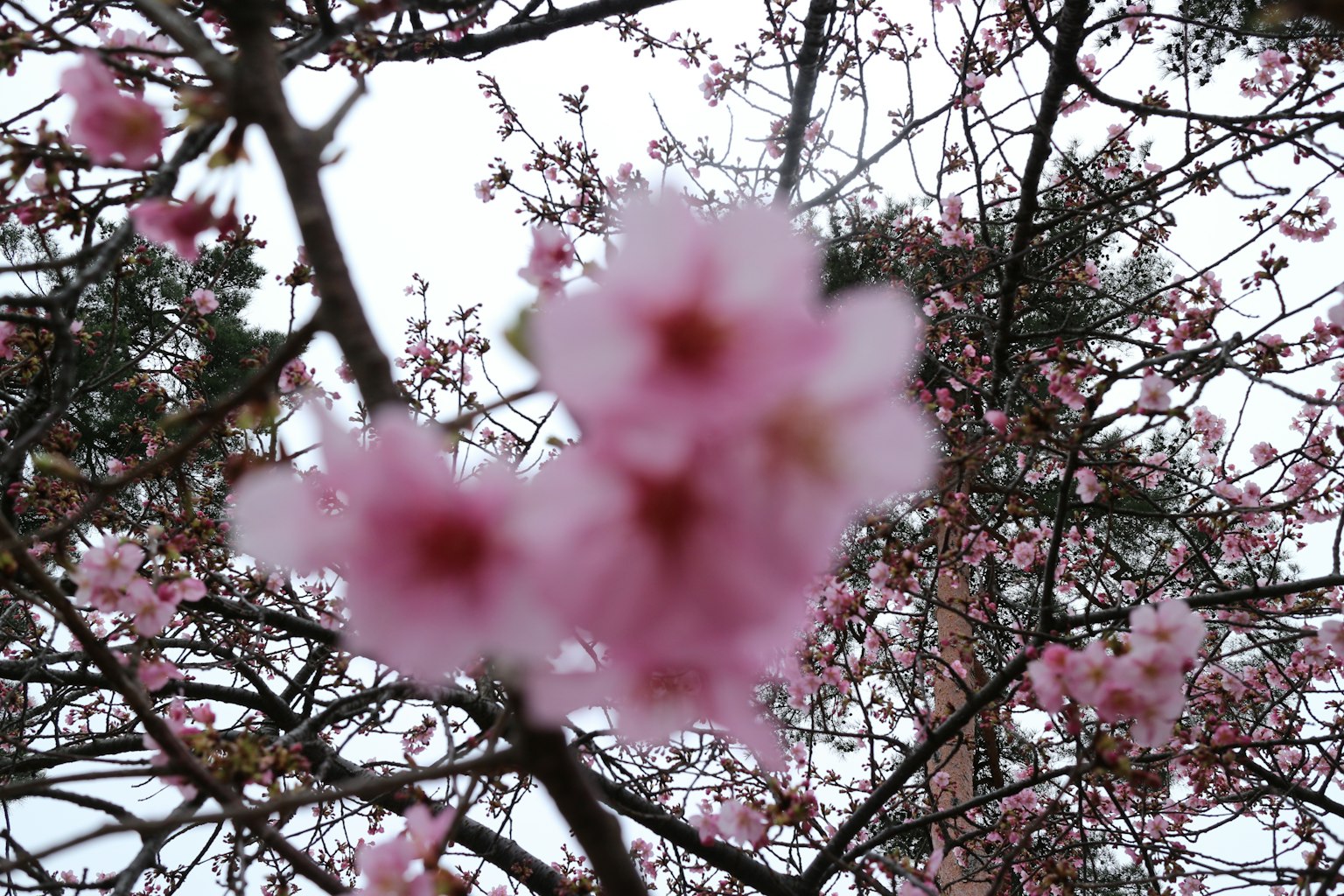 Imagen borrosa de flores de cerezo con pétalos rosas prominentes