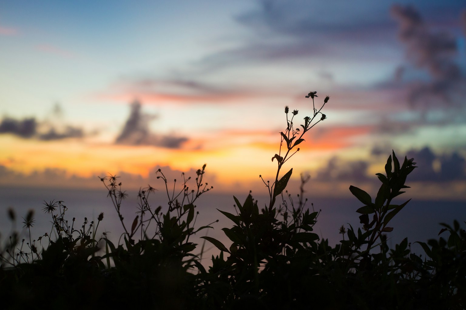 Silueta de plantas contra un atardecer