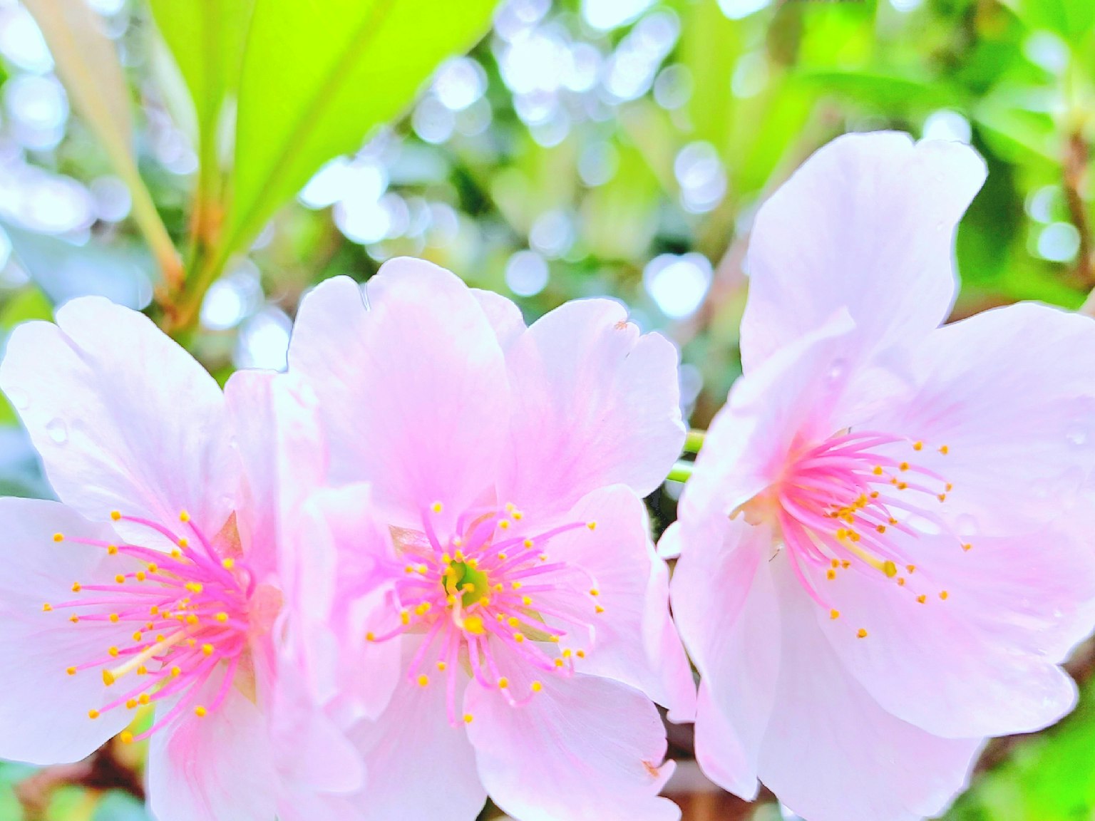 Beautiful image of delicate pink flowers blooming