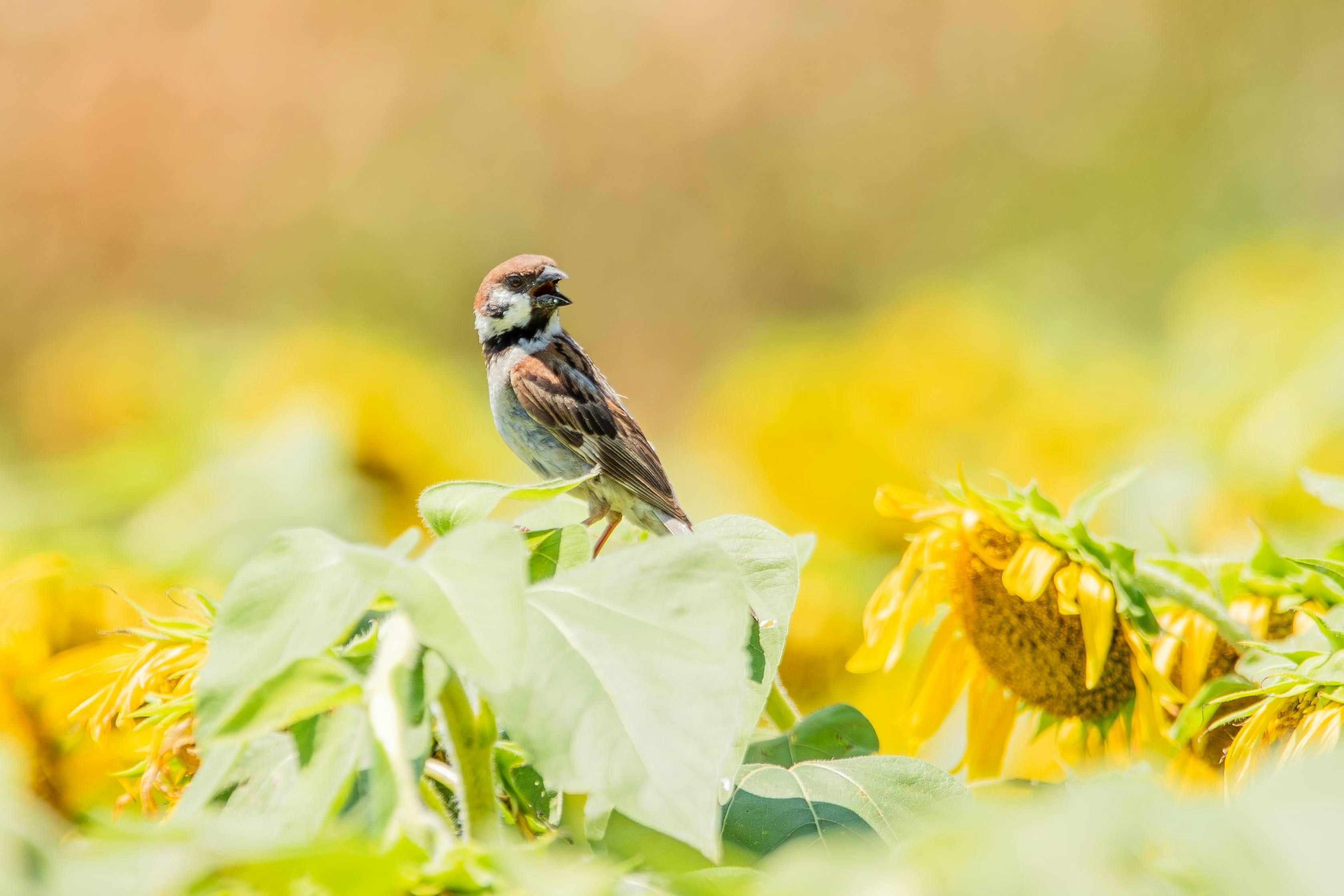 ひまわりの花びらの上にとまるスズメ