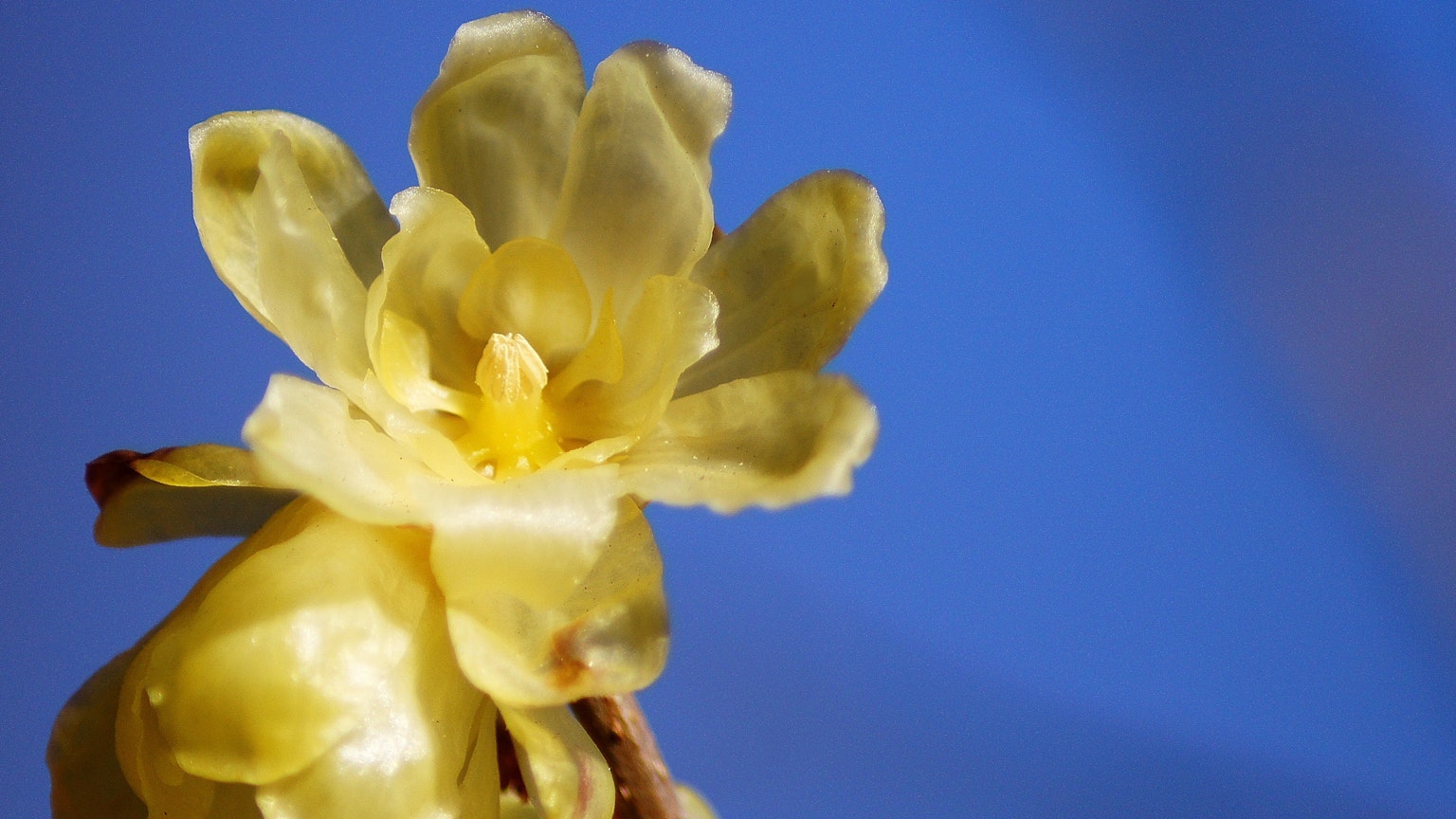 푸른 하늘을 배경으로 한 노란 꽃의 클로즈업