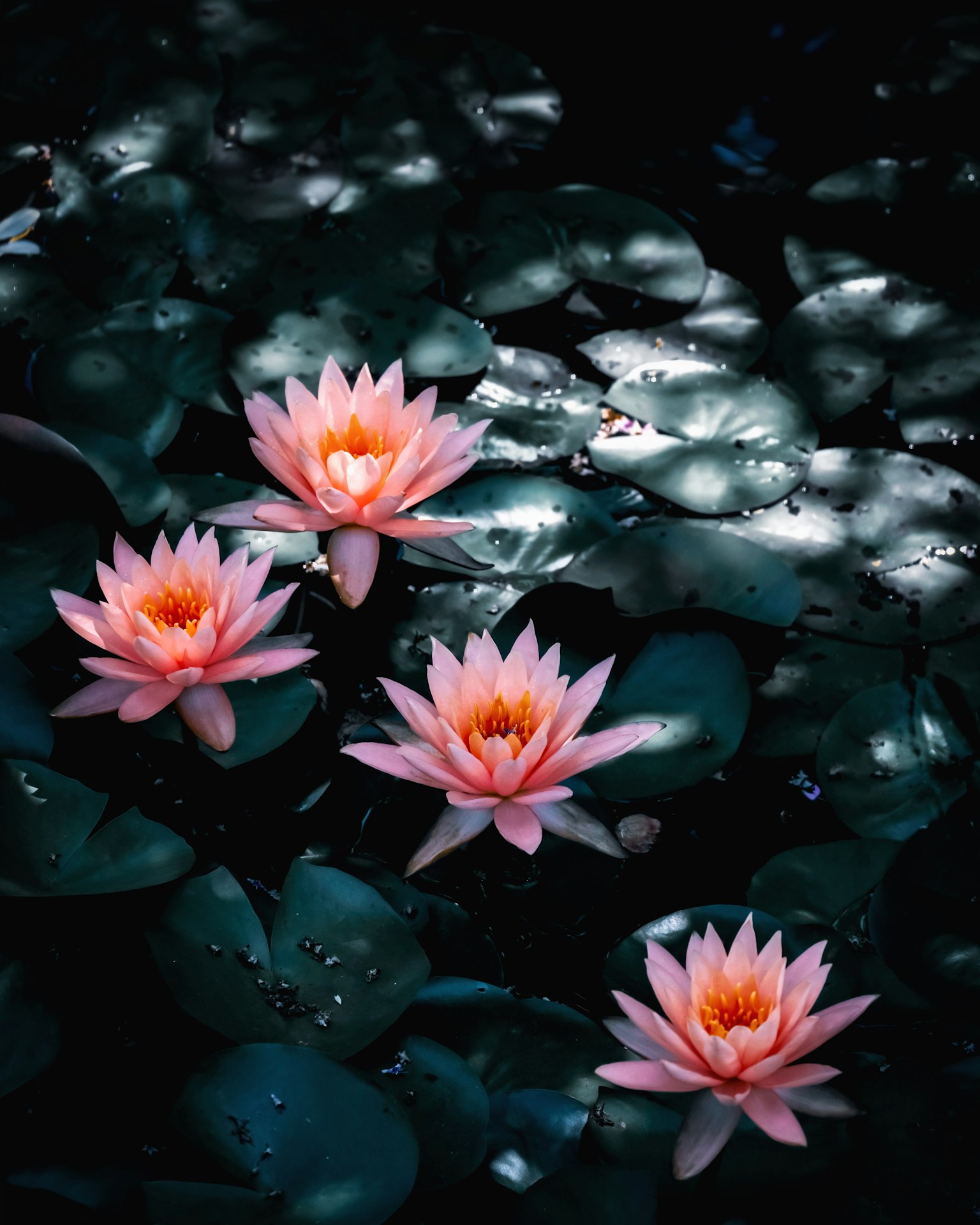 Bellissimo insieme di ninfee rosa che galleggiano sull'acqua con foglie verdi