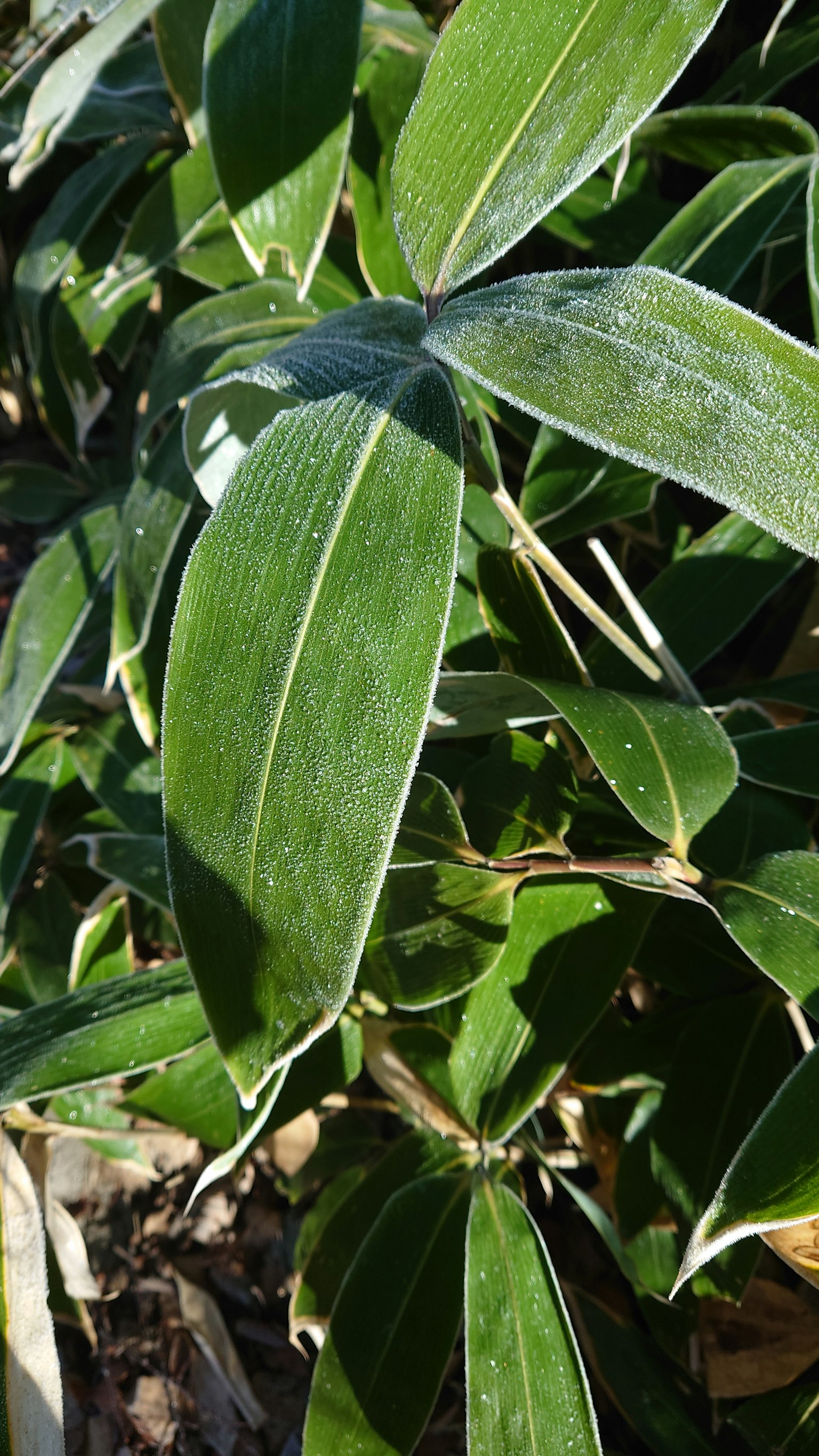 Close-up of lush green leaves on a plant