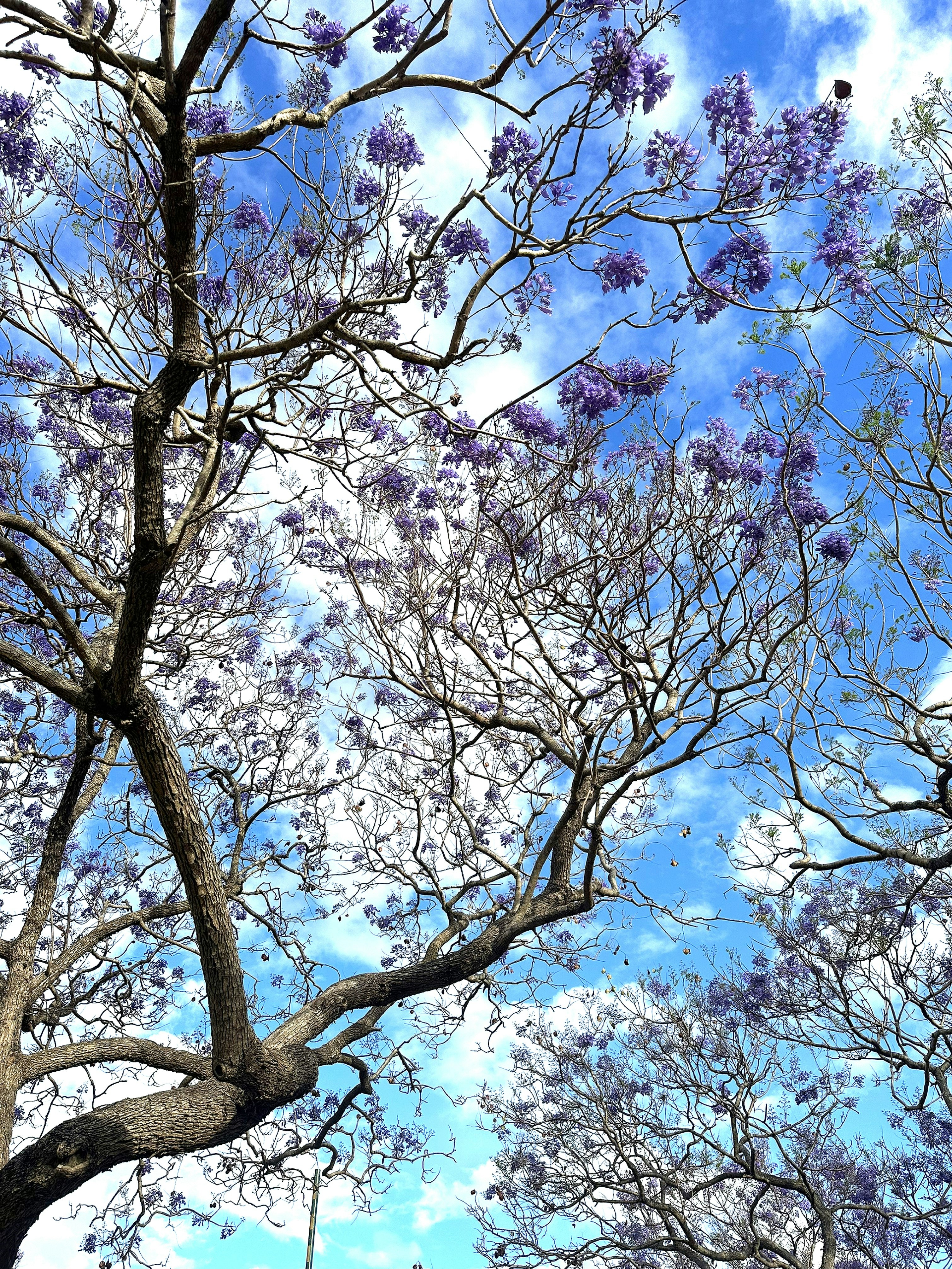 青空に枝を広げる桜の木のシルエット
