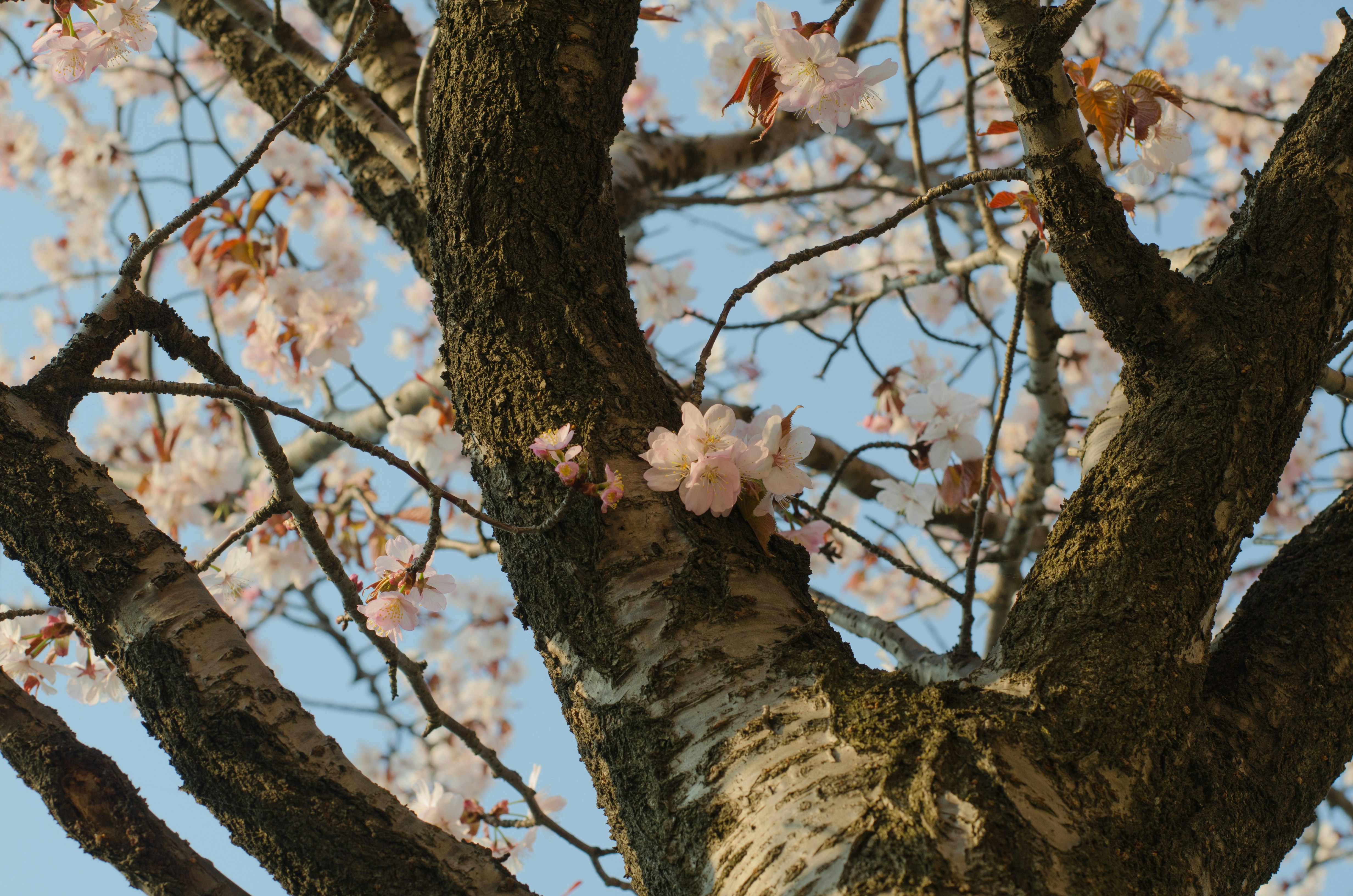 桜の花が咲く大きな枝ぶりの木