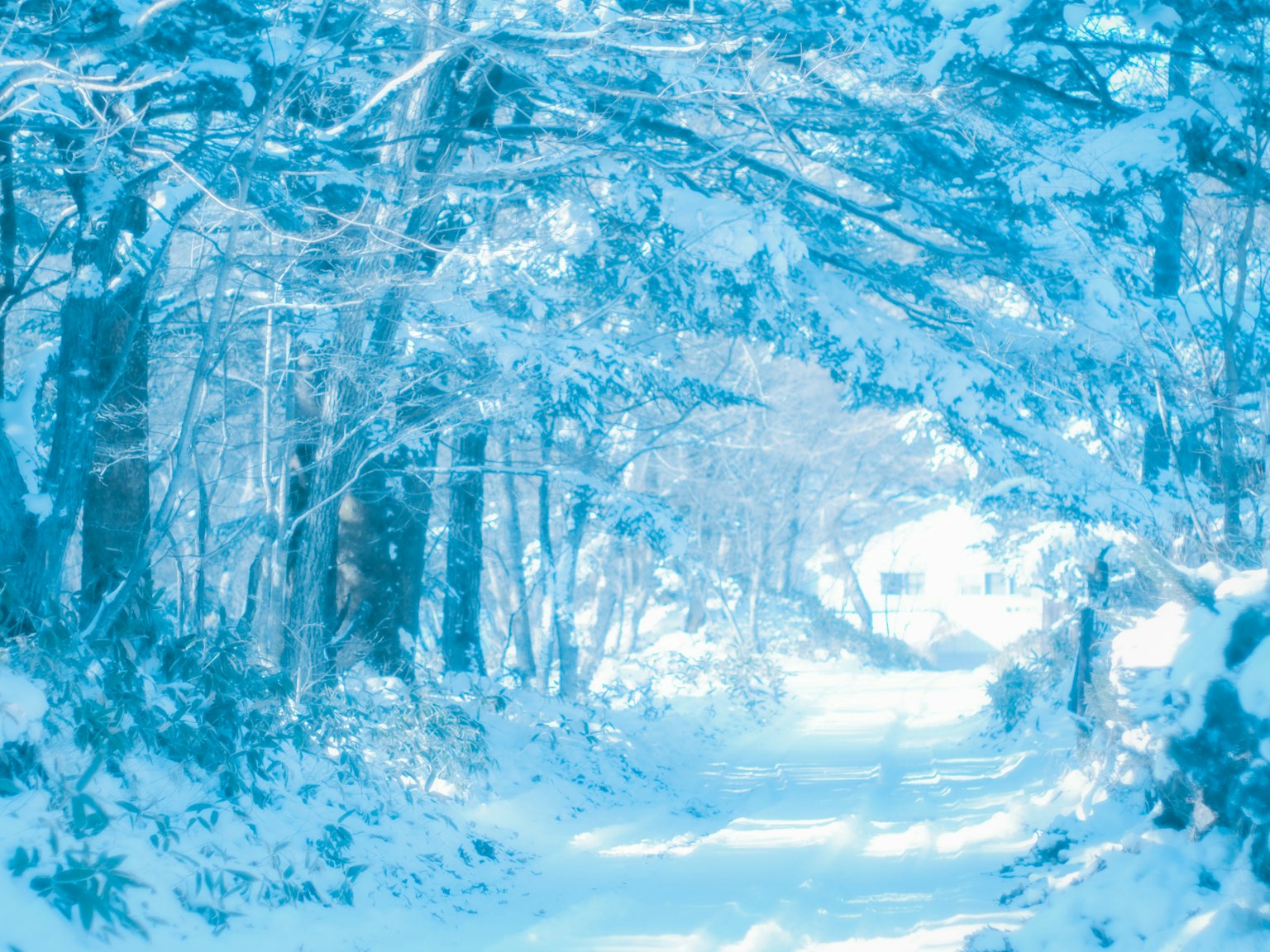被雪覆盖的树木形成隧道效果的宁静小径