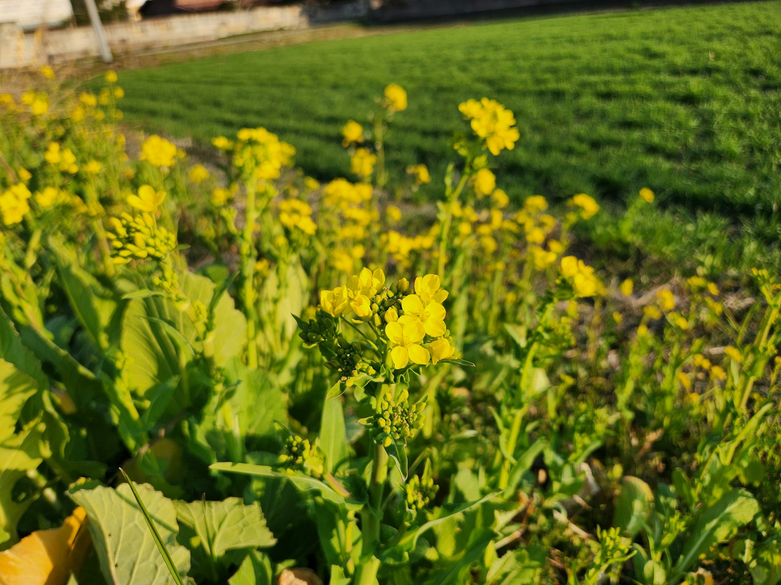 Un paesaggio con un campo di fiori gialli in fiore