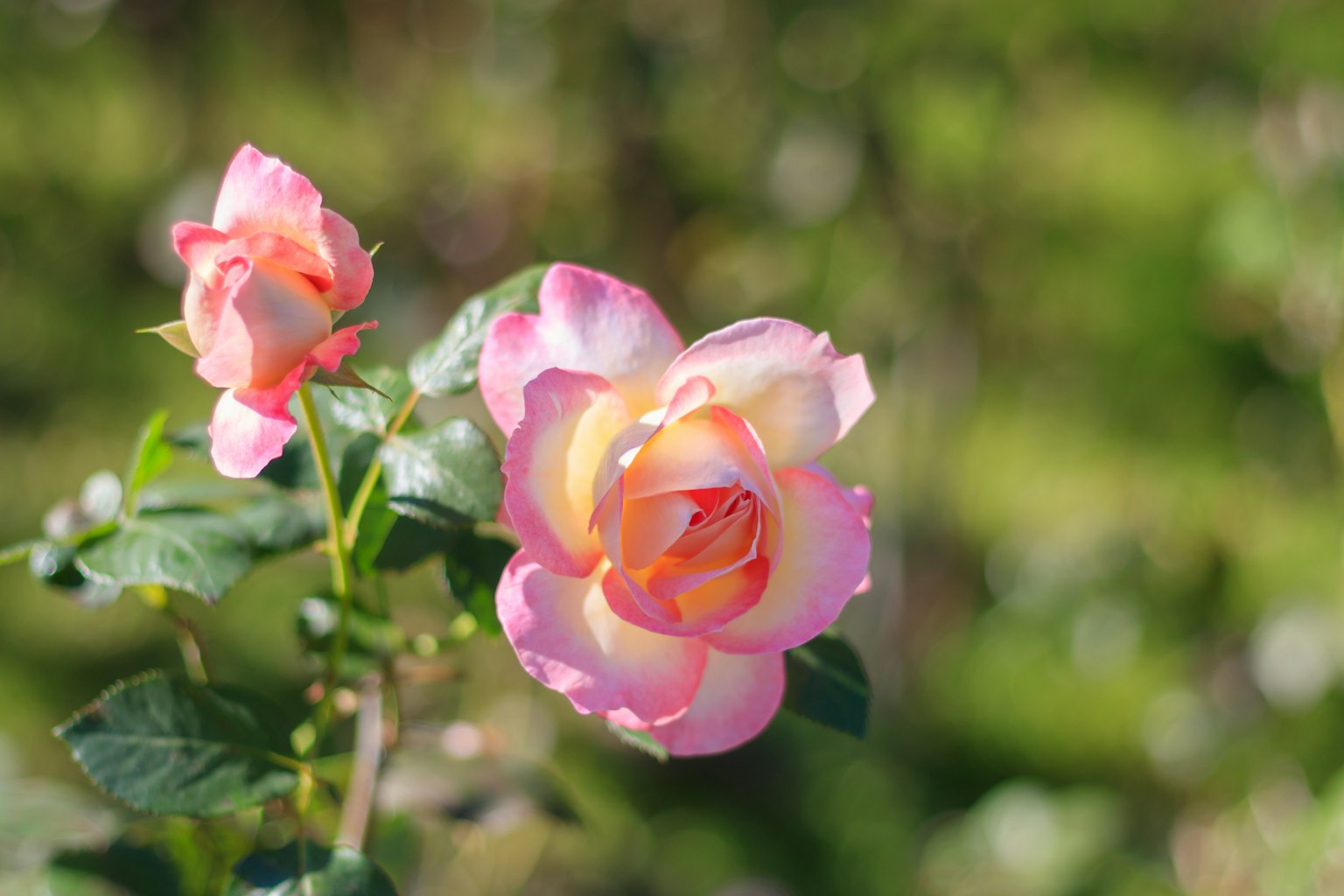 Belle rose rose avec un bouton sur fond vert