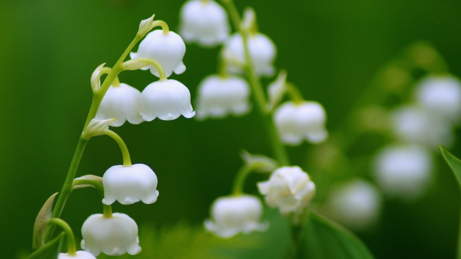 White lily of the valley flowers blooming against a green background