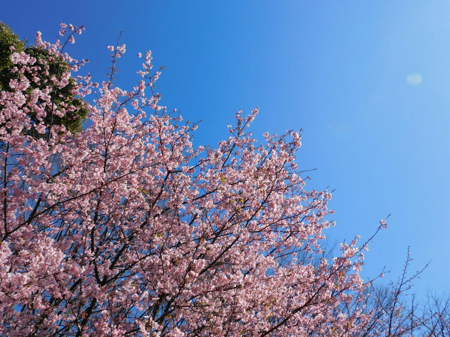 Rami di ciliegio in fiore sotto un cielo blu chiaro