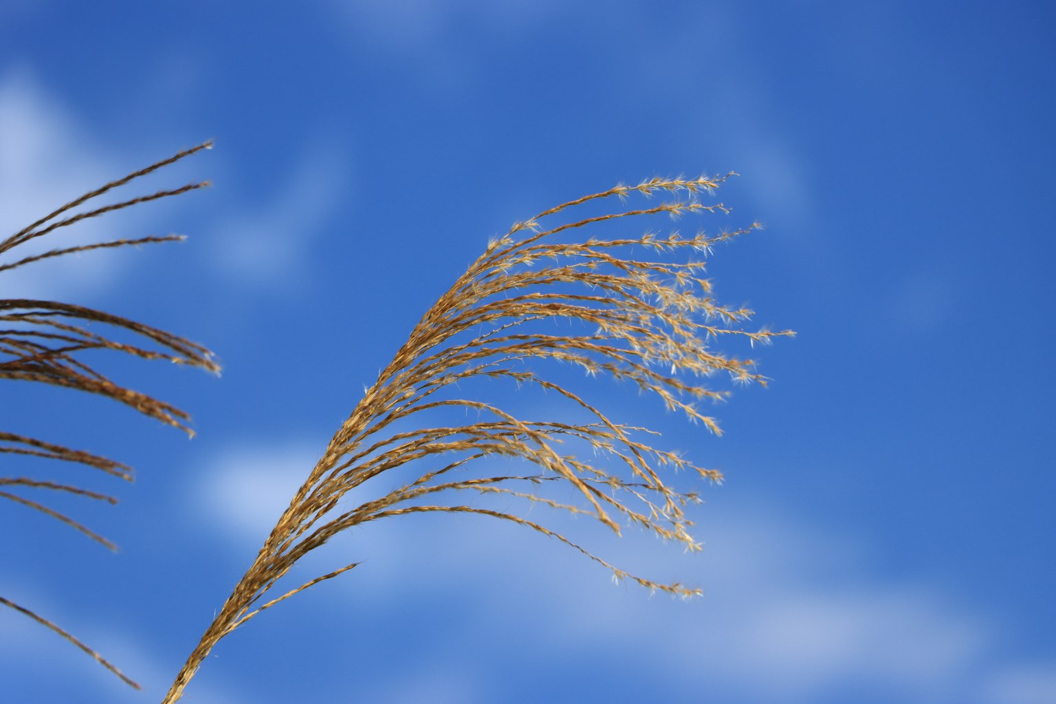 Zarte Grashalme vor blauem Himmel