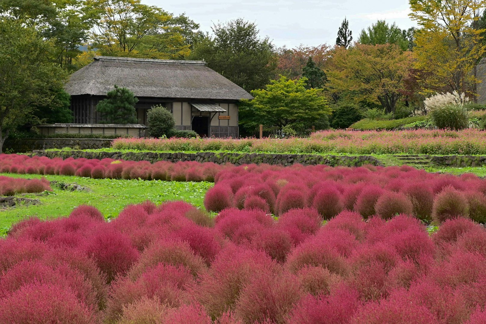 ピンクの花畑と庭園の小屋