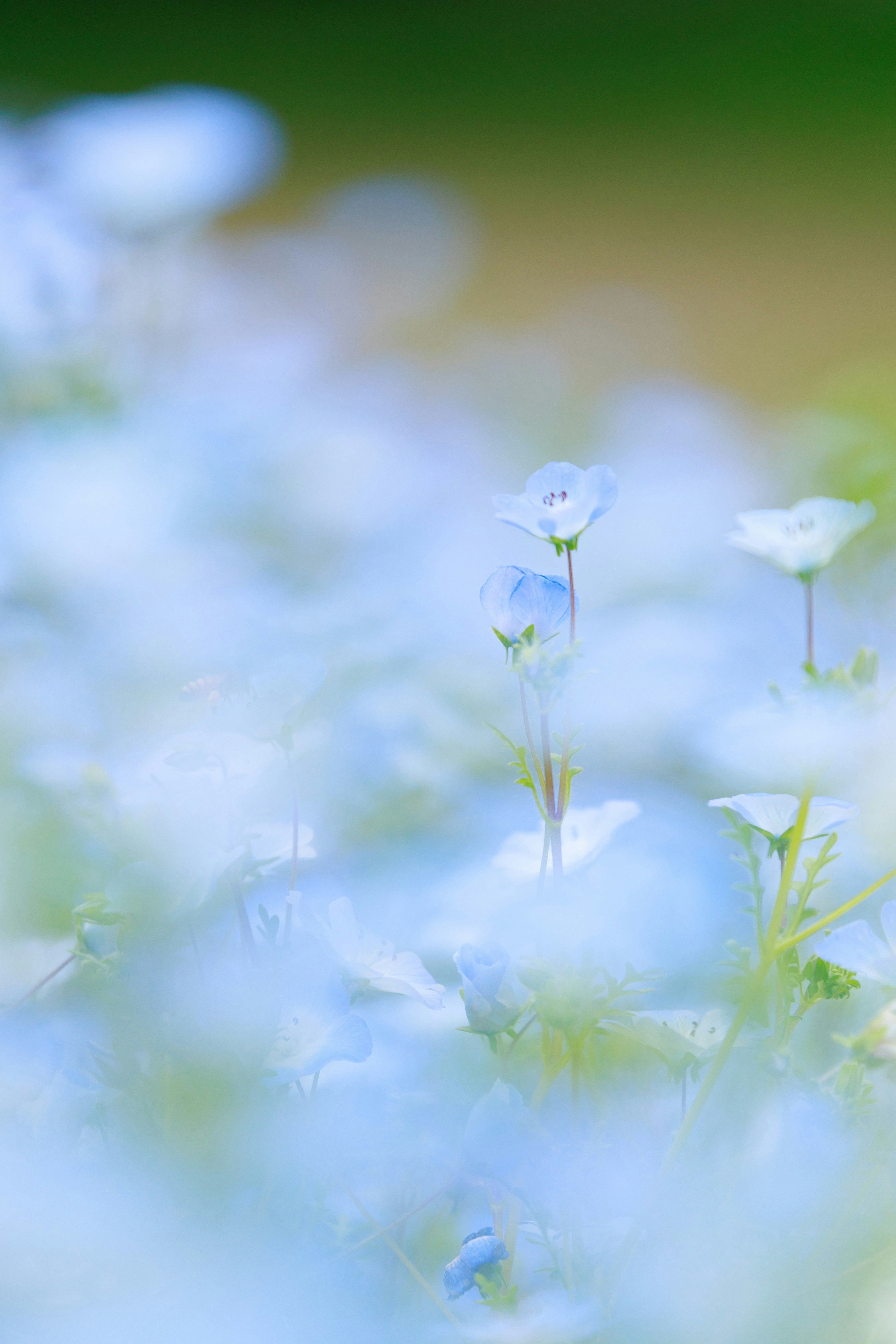 青い花が咲く草地の浅い被写界深度