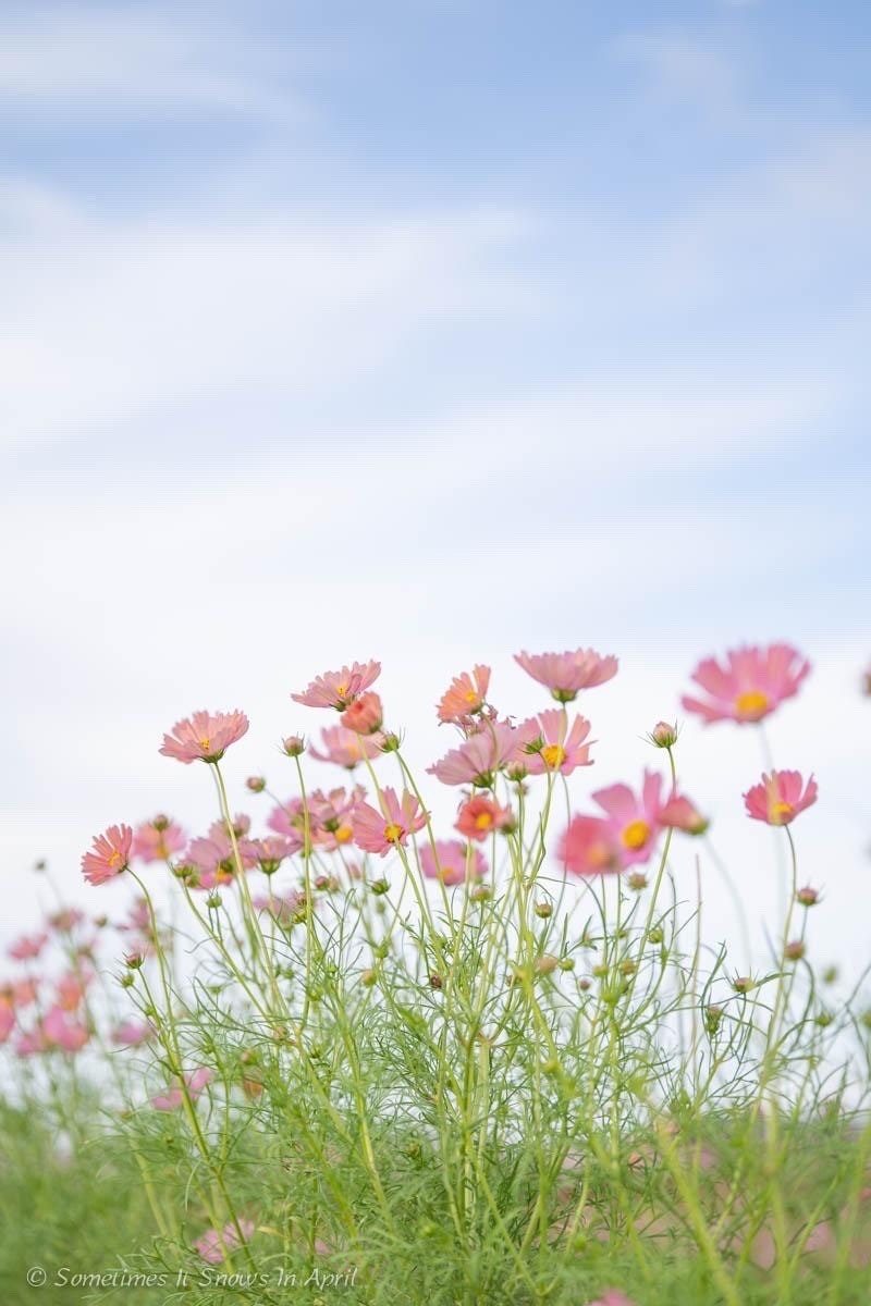 ピンクの花が咲く草地の風景