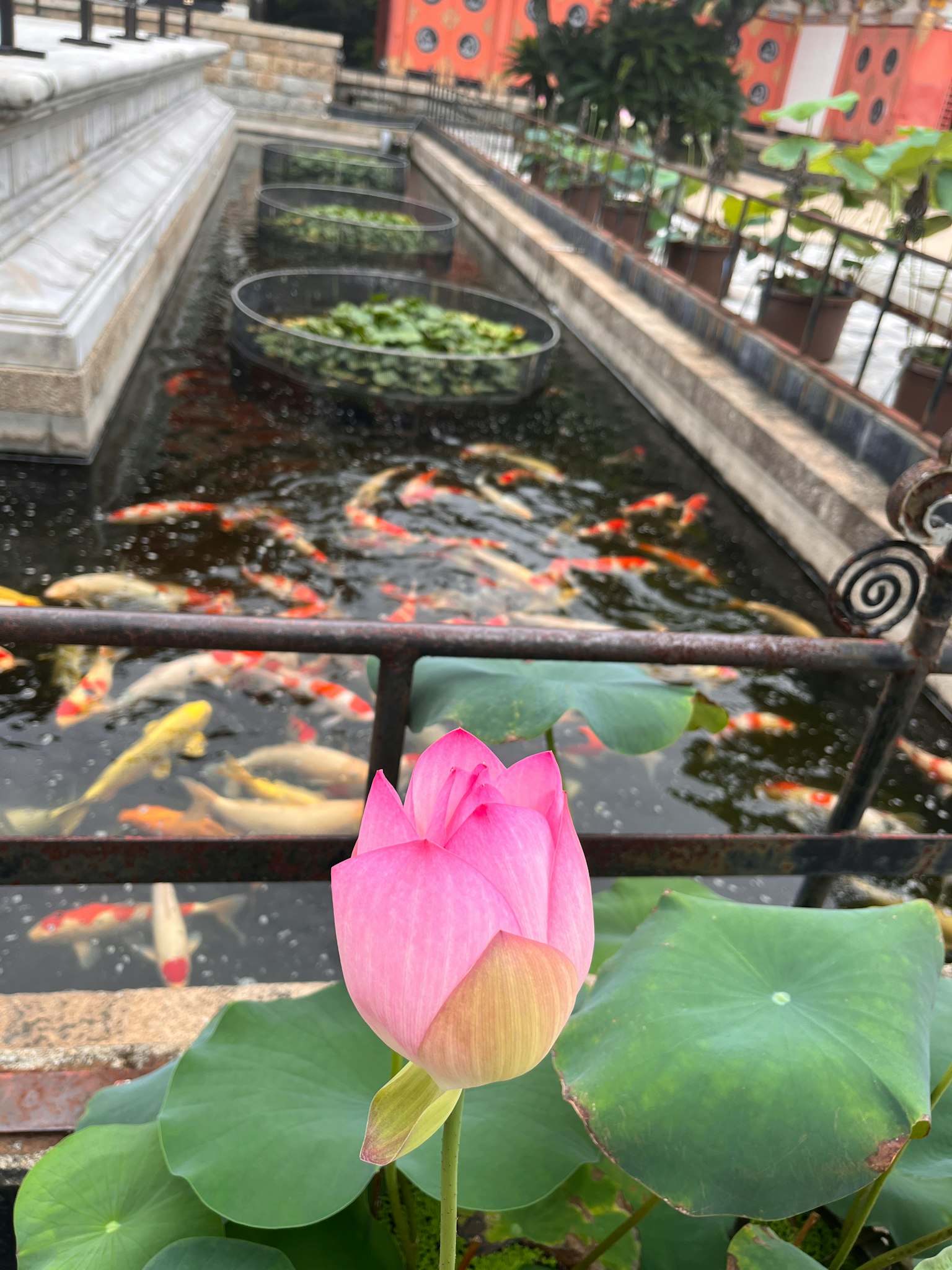 Lotus flower blooming near a pond filled with koi fish