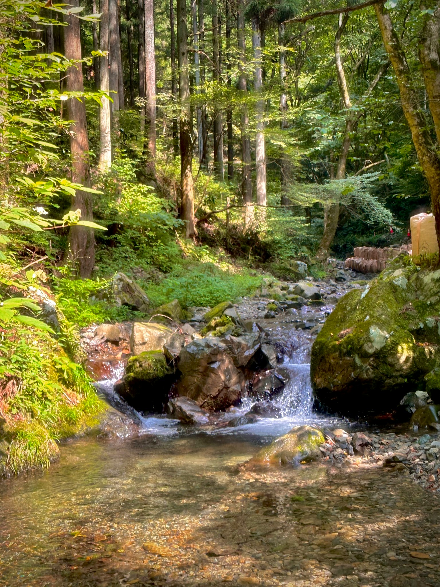 Vista panoramica di un ruscello che scorre attraverso una foresta lussureggiante