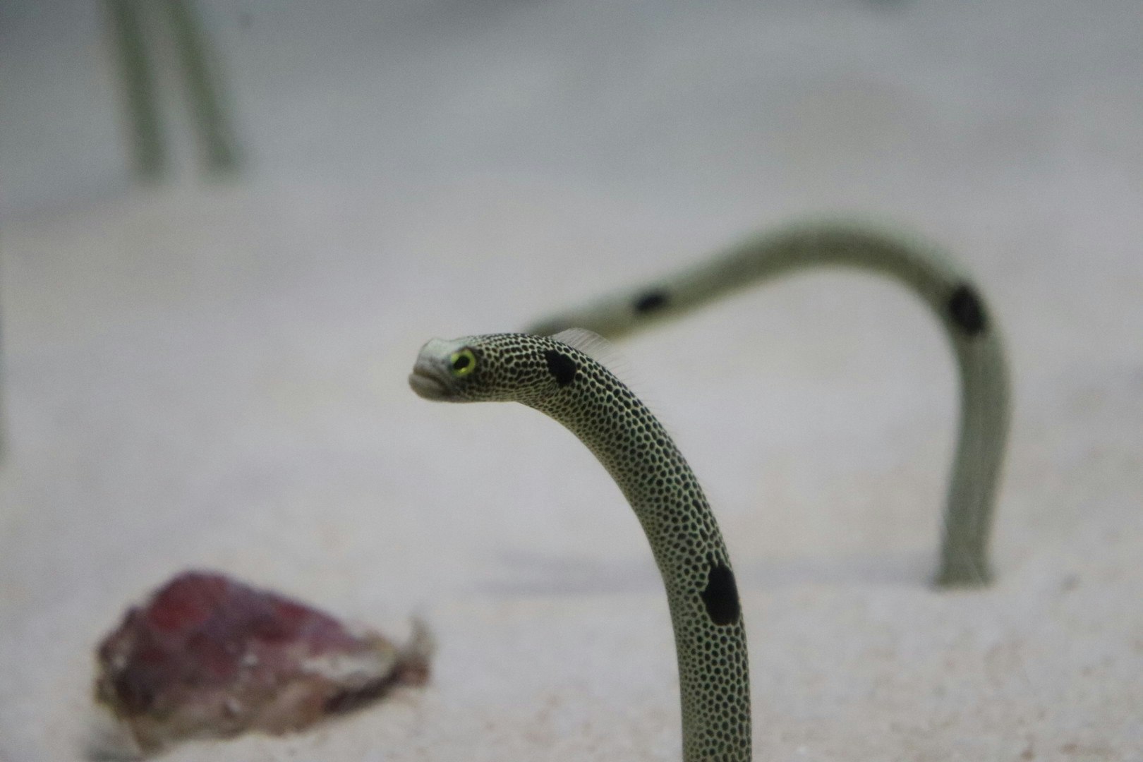 水槽の中で泳ぐチンアナゴと魚