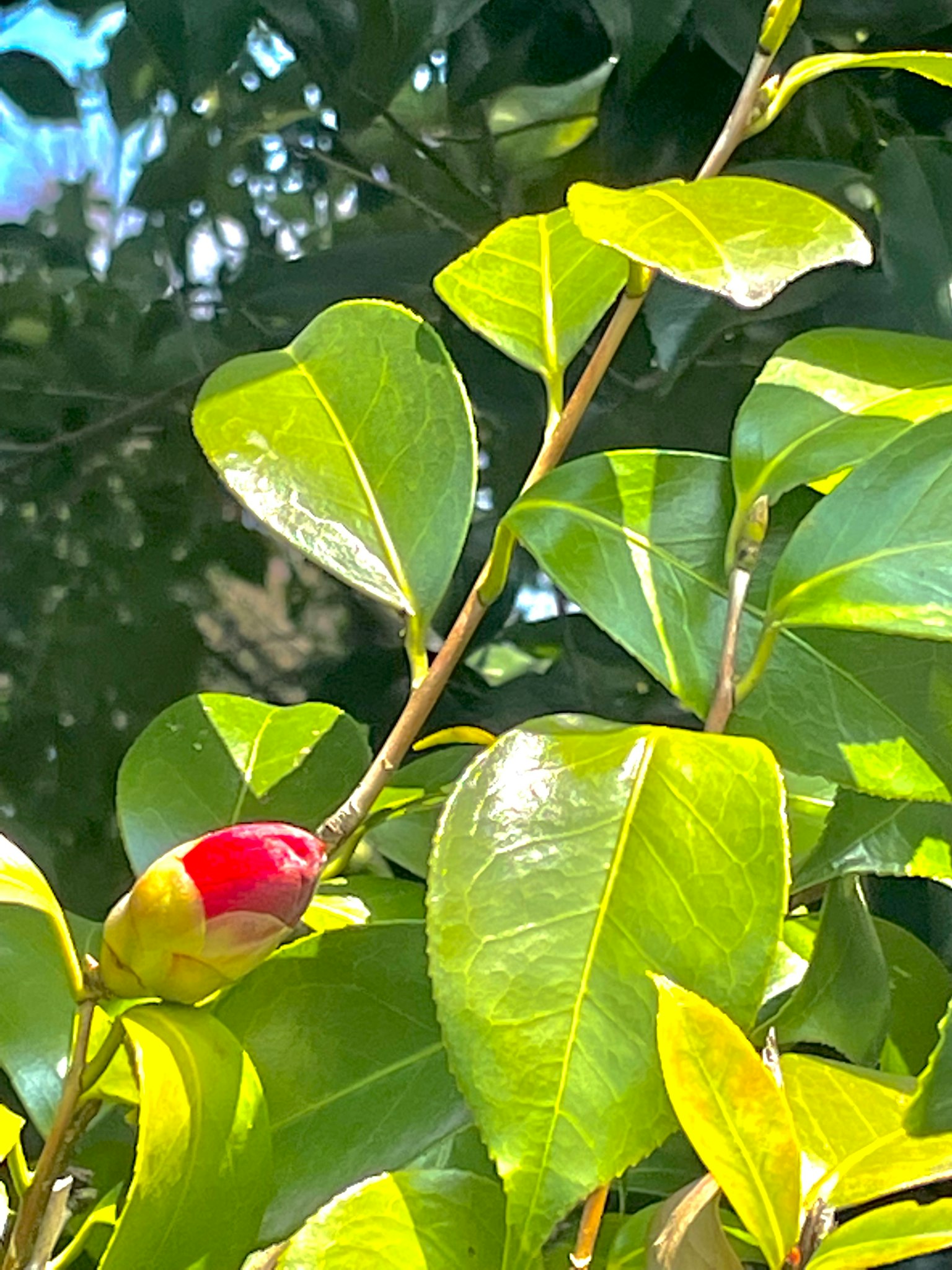 Sebuah cabang tanaman dengan daun hijau dan tunas merah yang khas