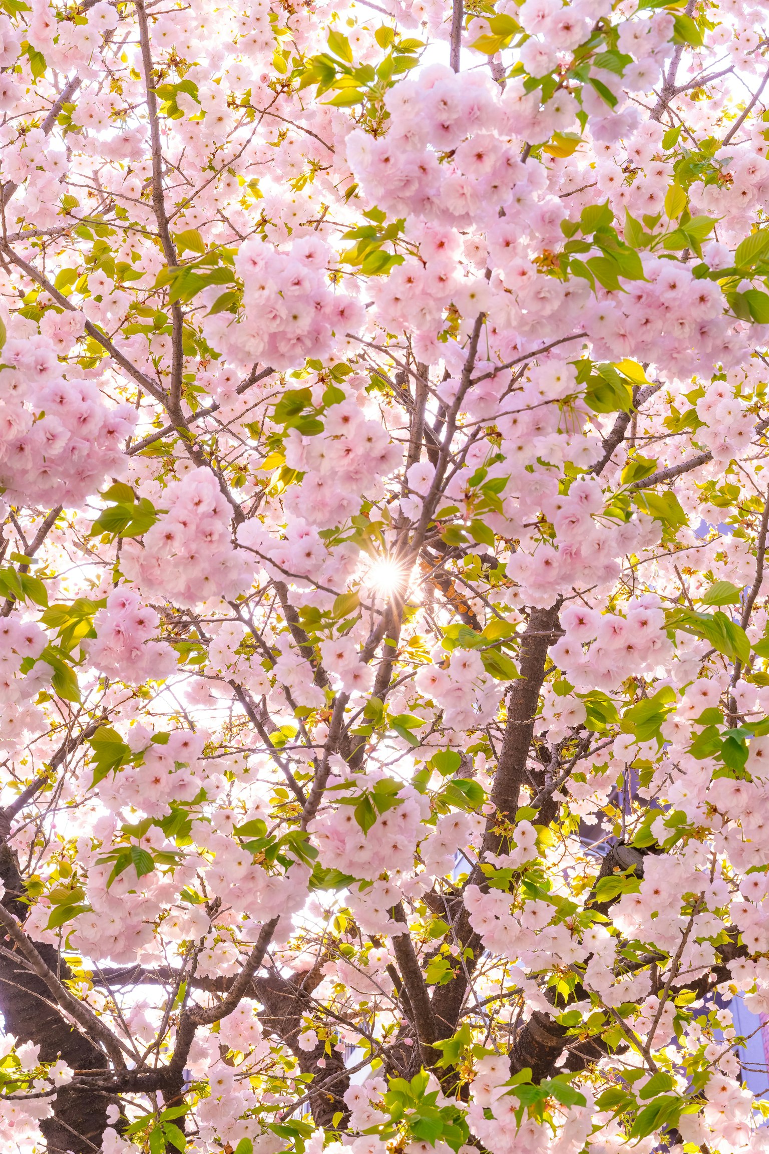 Vista da sotto un albero di ciliegio in fiore