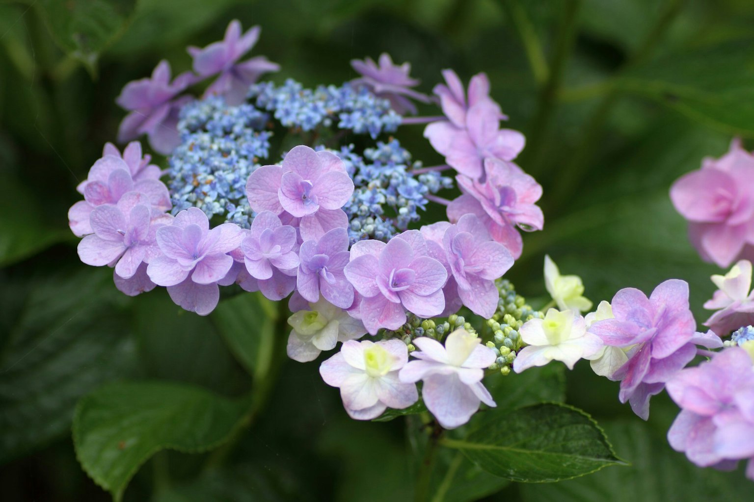 Fleurs d'hortensia violettes et bleues vibrantes en pleine floraison