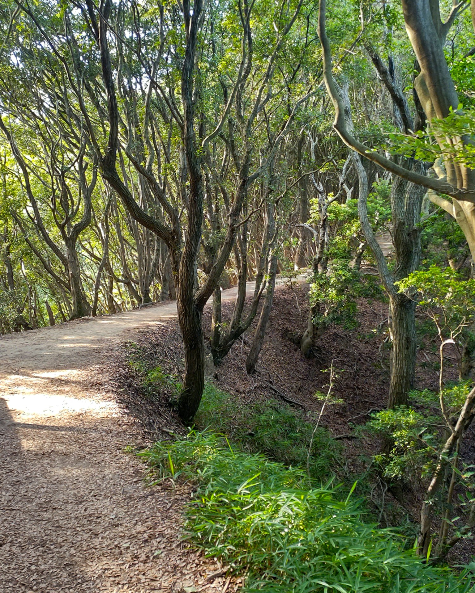 Sendero sinuoso a través de un bosque verde rodeado de árboles y maleza