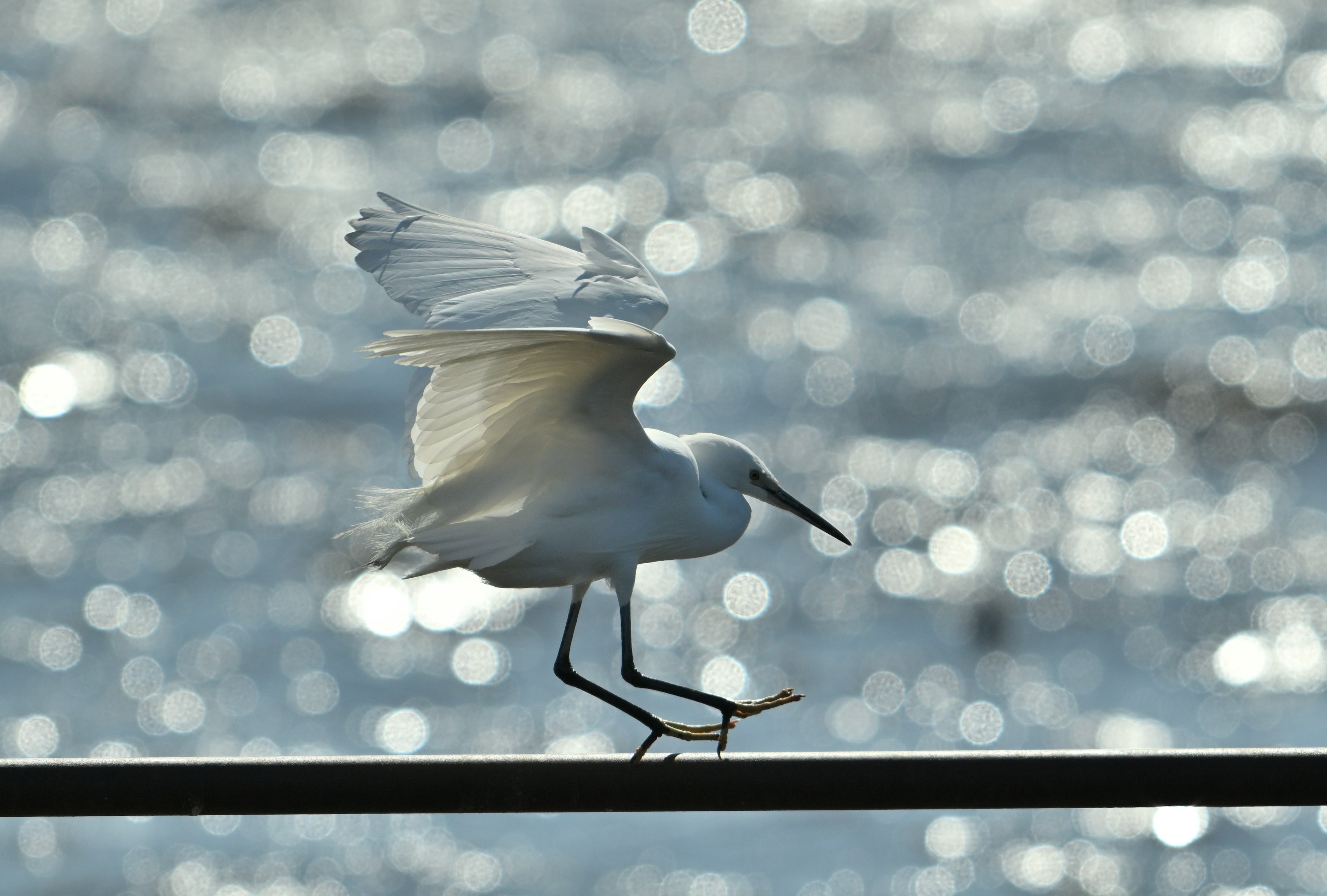 bird silhouette flying in backlight