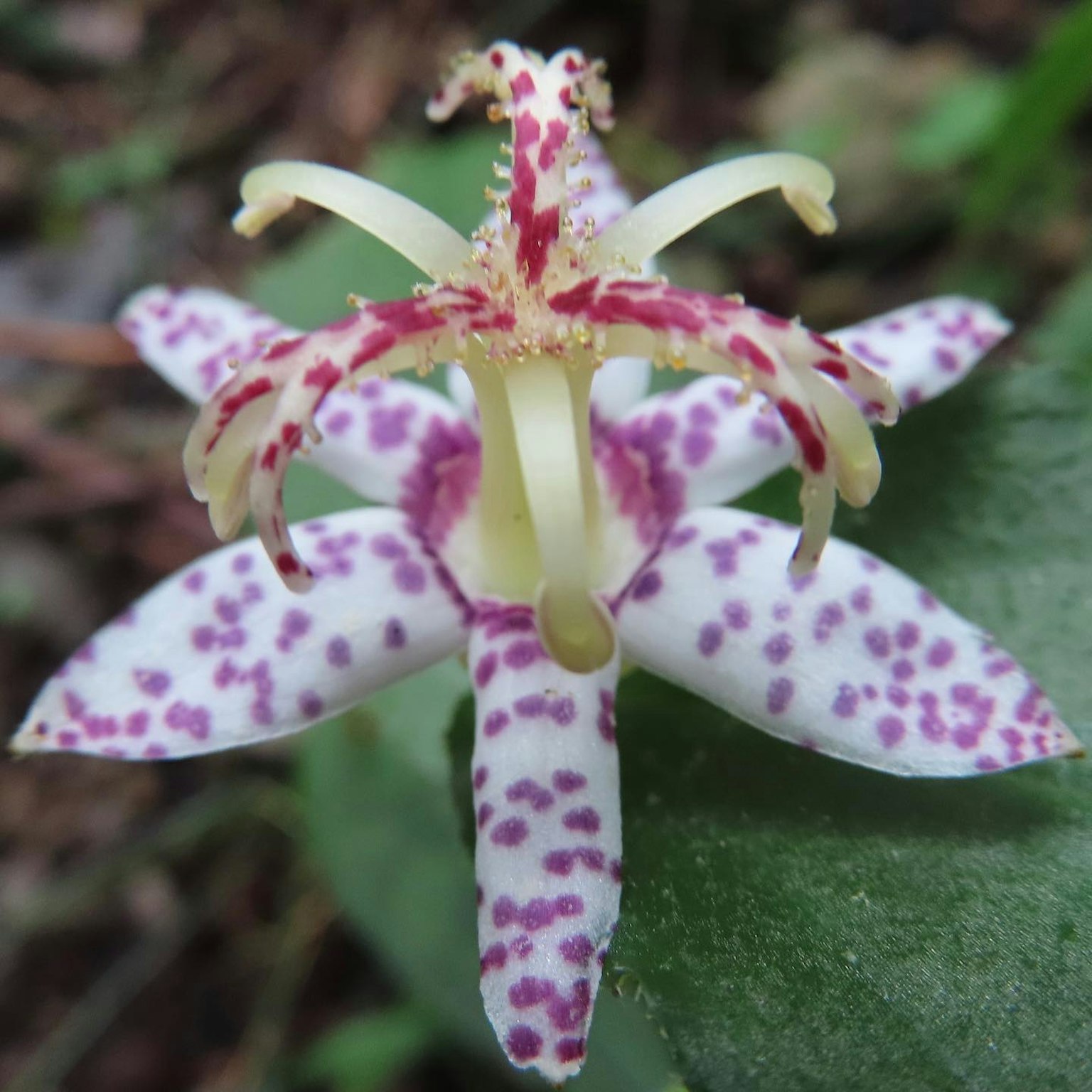 Fleur rare avec des pétales blancs et des taches violettes