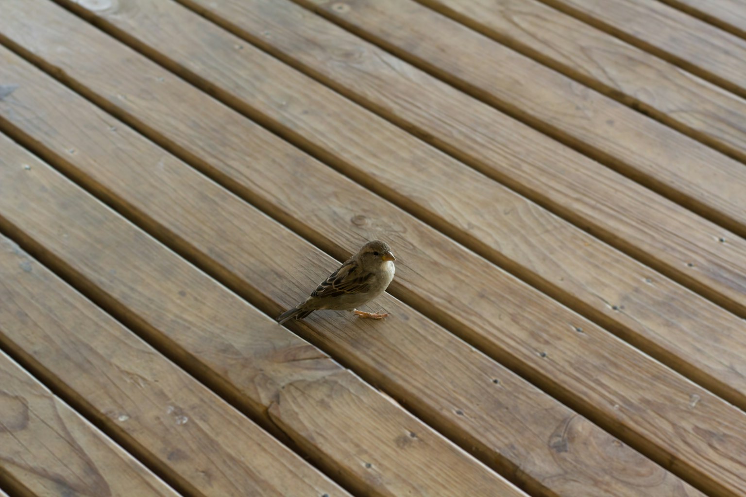 Un pequeño pájaro sobre un suelo de madera