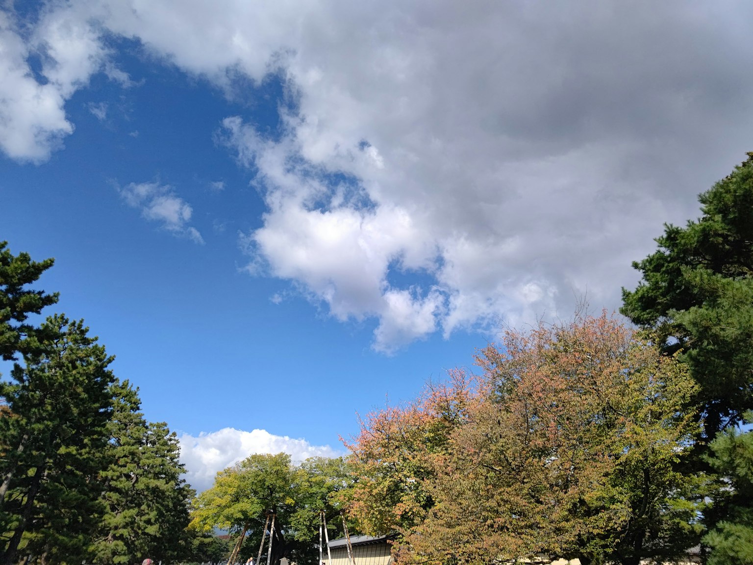 Un paisaje con cielo azul, nubes blancas y árboles coloridos
