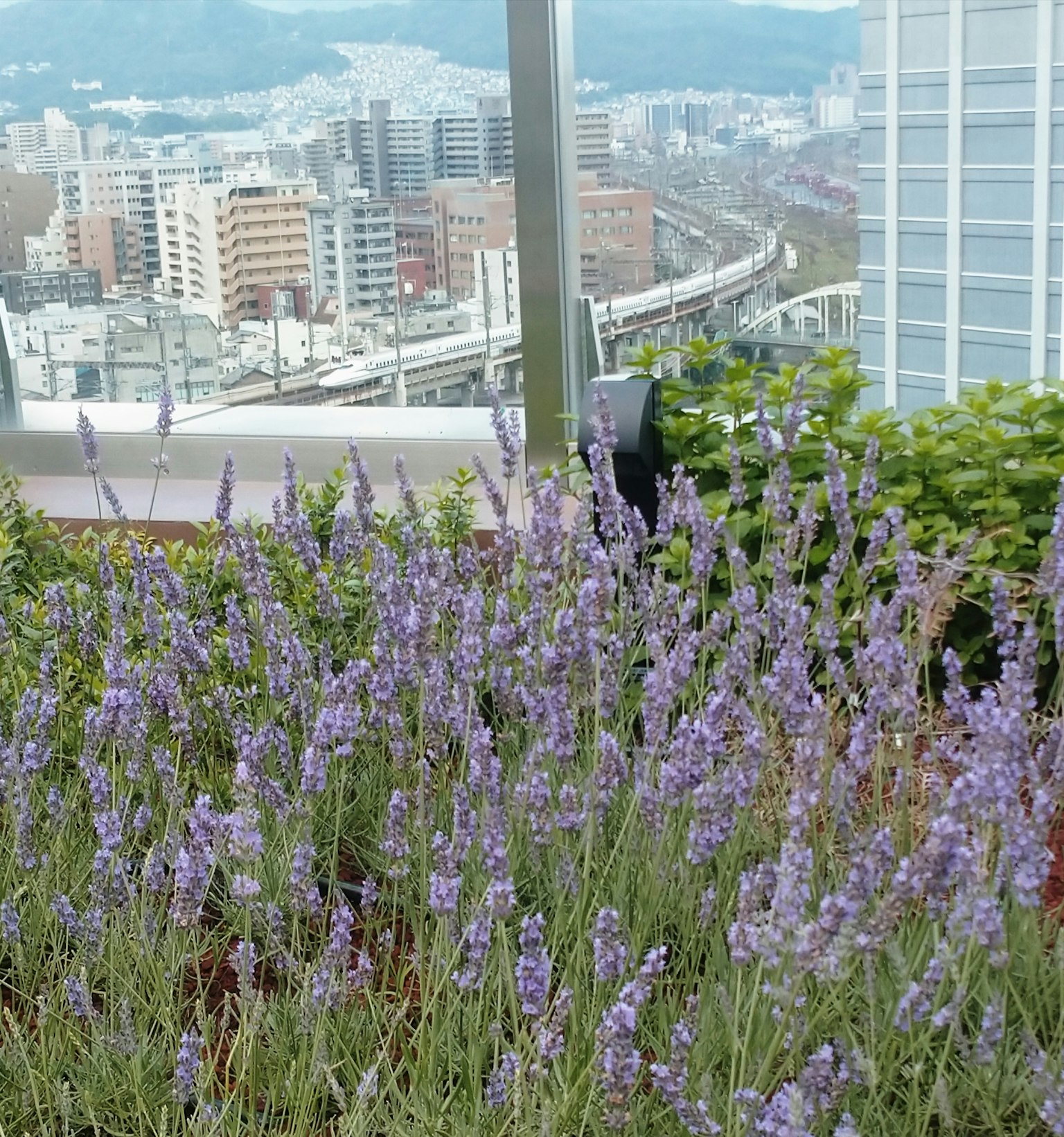 Lavendelblumen in einem Dachgarten mit Stadtansicht im Hintergrund