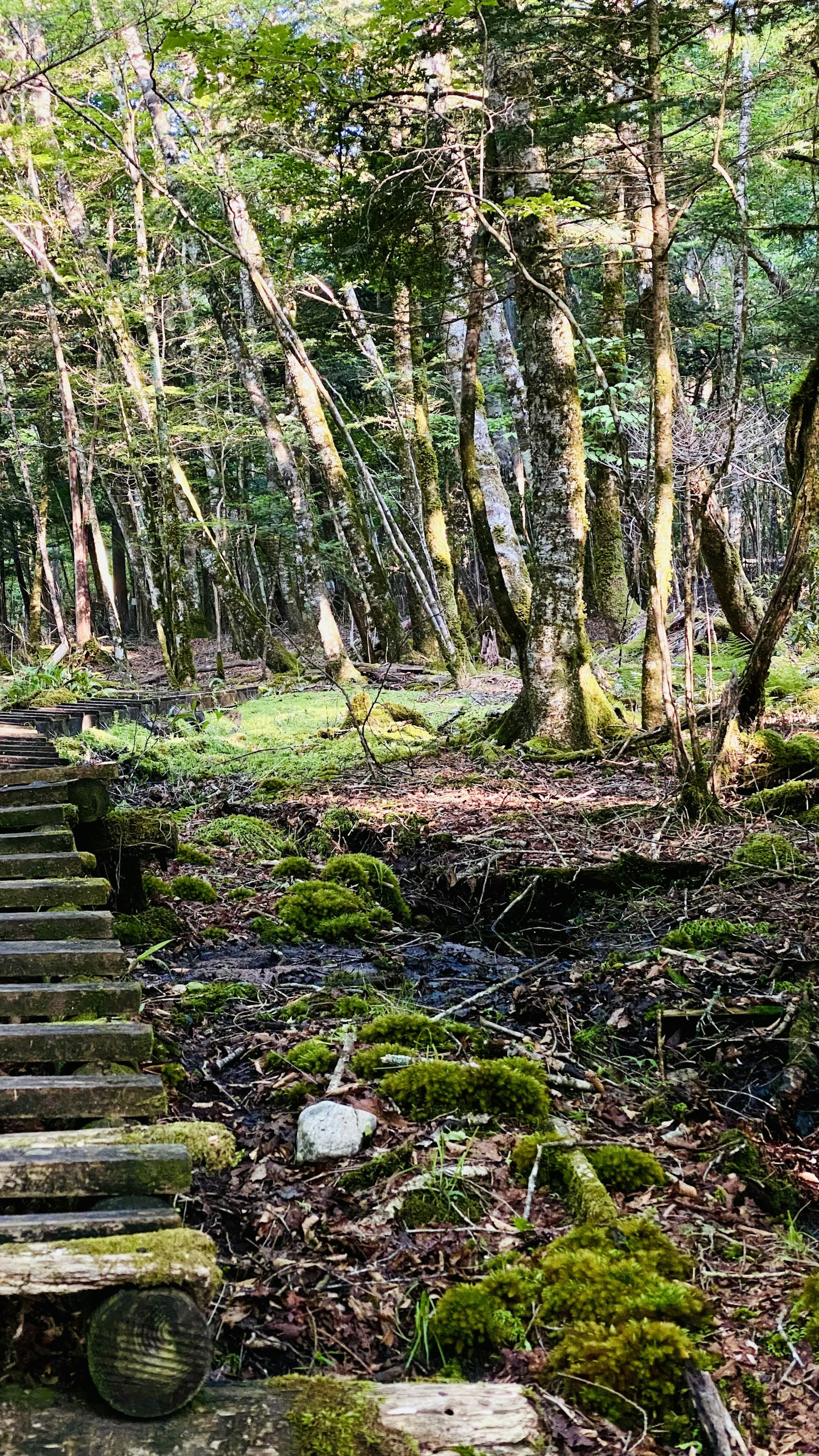 Scale in legno che conducono attraverso una foresta verde con terreno muschioso