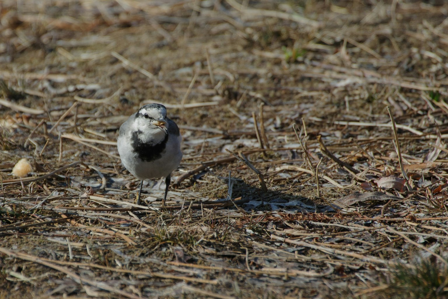 A small bird on the ground with distinctive white and black feathers
