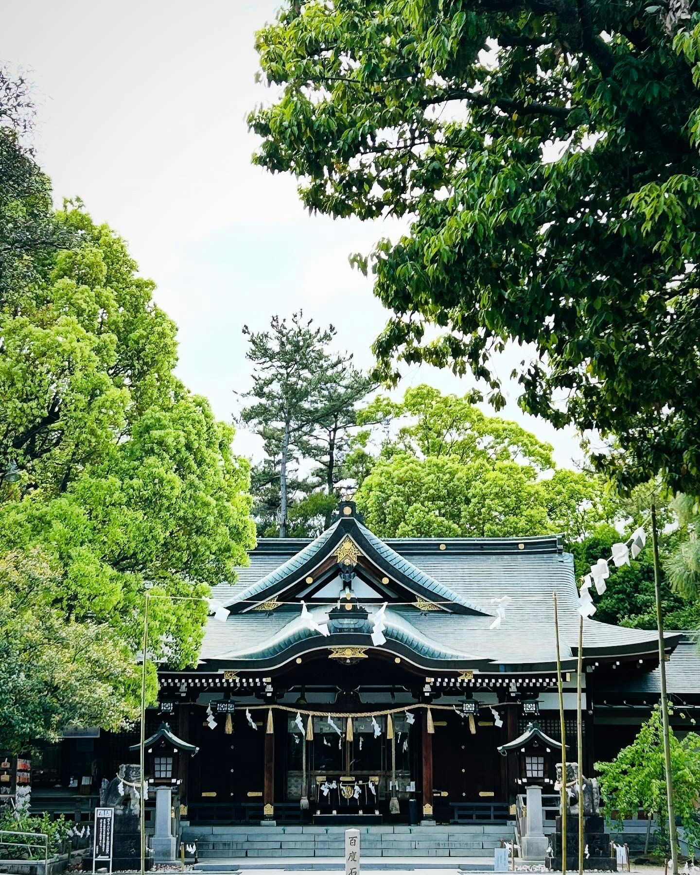 緑に囲まれた神社の社殿と鳥居