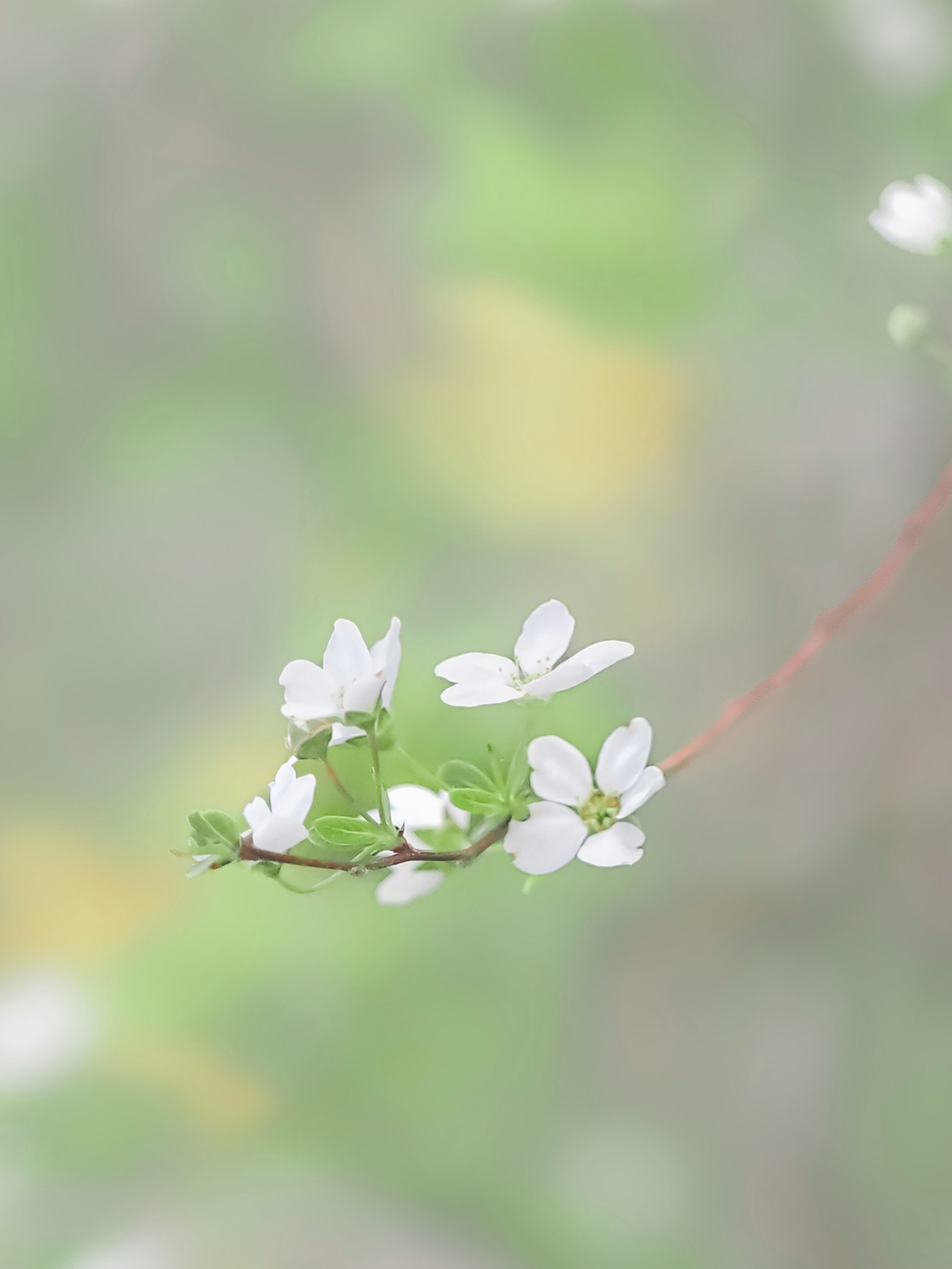 淡い背景に白い花が咲く枝