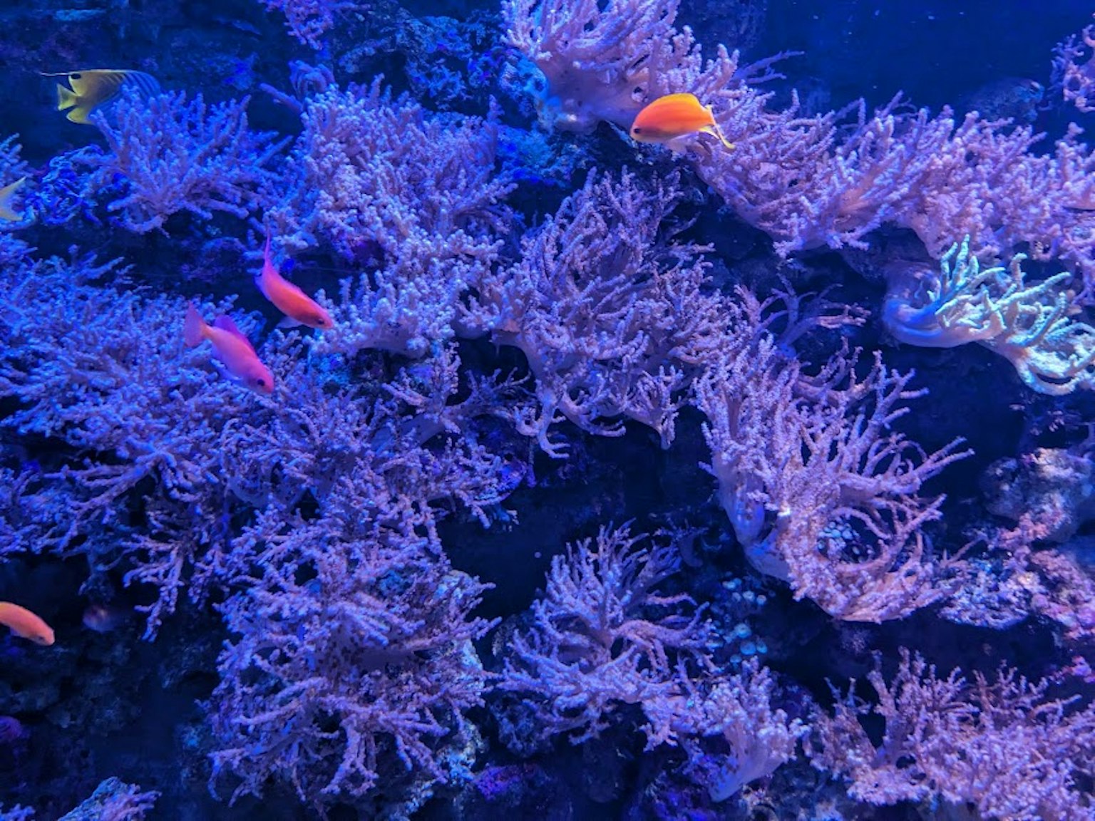 Scena subacquea con coralli vibranti e pesci colorati