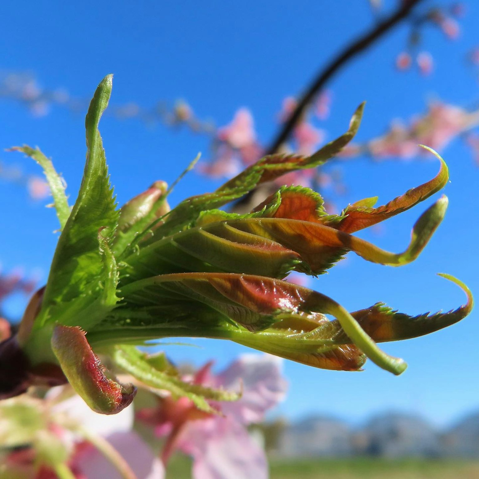 Close-up of cherry blossom buds against a clear blue sky